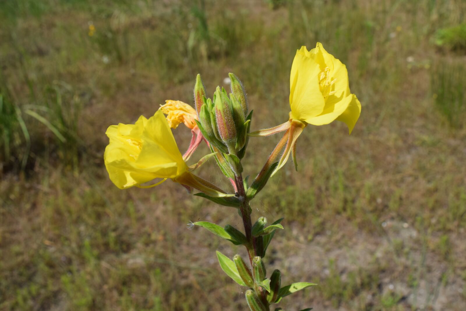 Nikon D3300 sample photo. Flower, nature, yellow flower photography