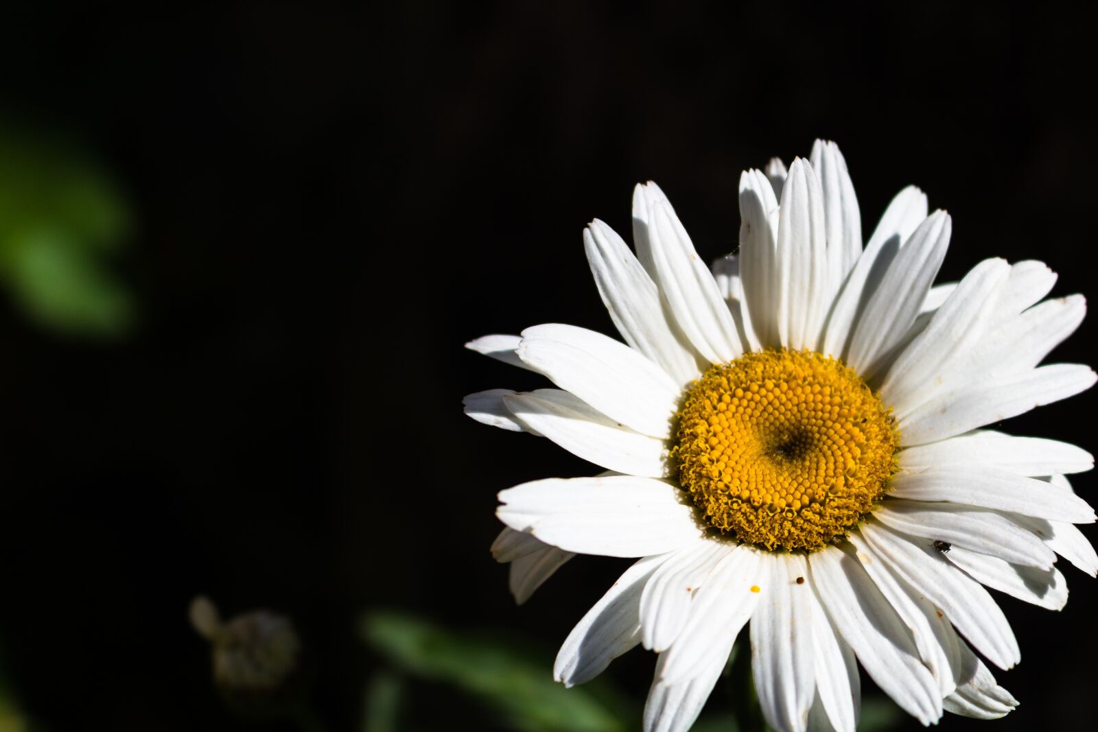 Canon EOS 760D (EOS Rebel T6s / EOS 8000D) + Canon EF-S 18-55mm F3.5-5.6 IS STM sample photo. Daisy, flower, nature photography