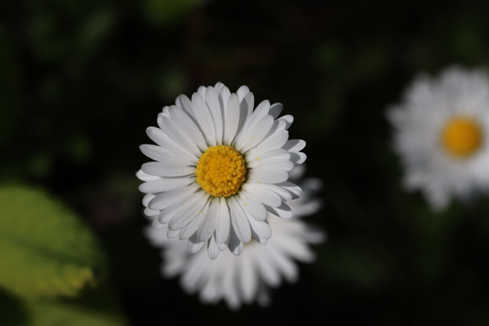 Canon EOS 800D (EOS Rebel T7i / EOS Kiss X9i) + Tamron SP 90mm F2.8 Di VC USD 1:1 Macro sample photo. Daisies, spring, flowers photography