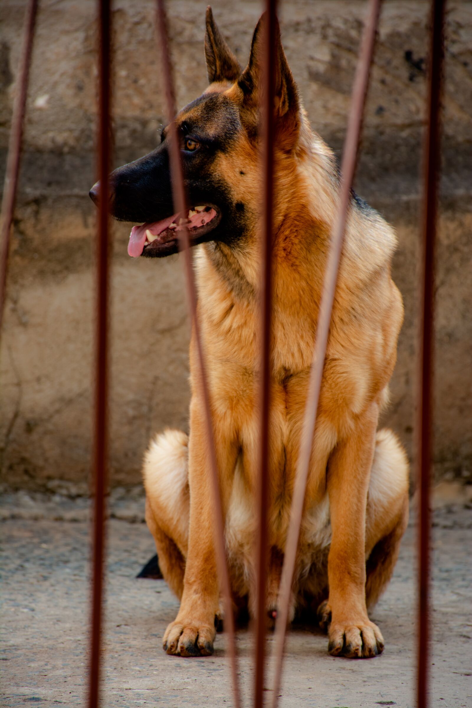 Nikon D7100 sample photo. Dog, friend, pet photography