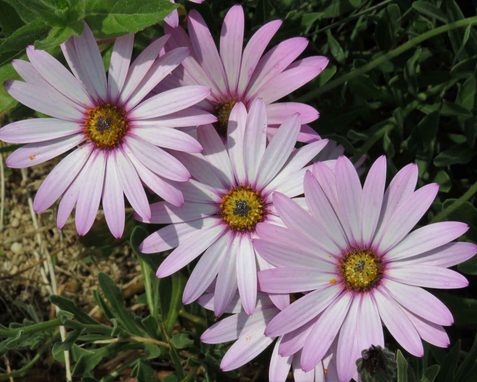 Canon PowerShot SX540 HS sample photo. Daisy, flowers, summer photography