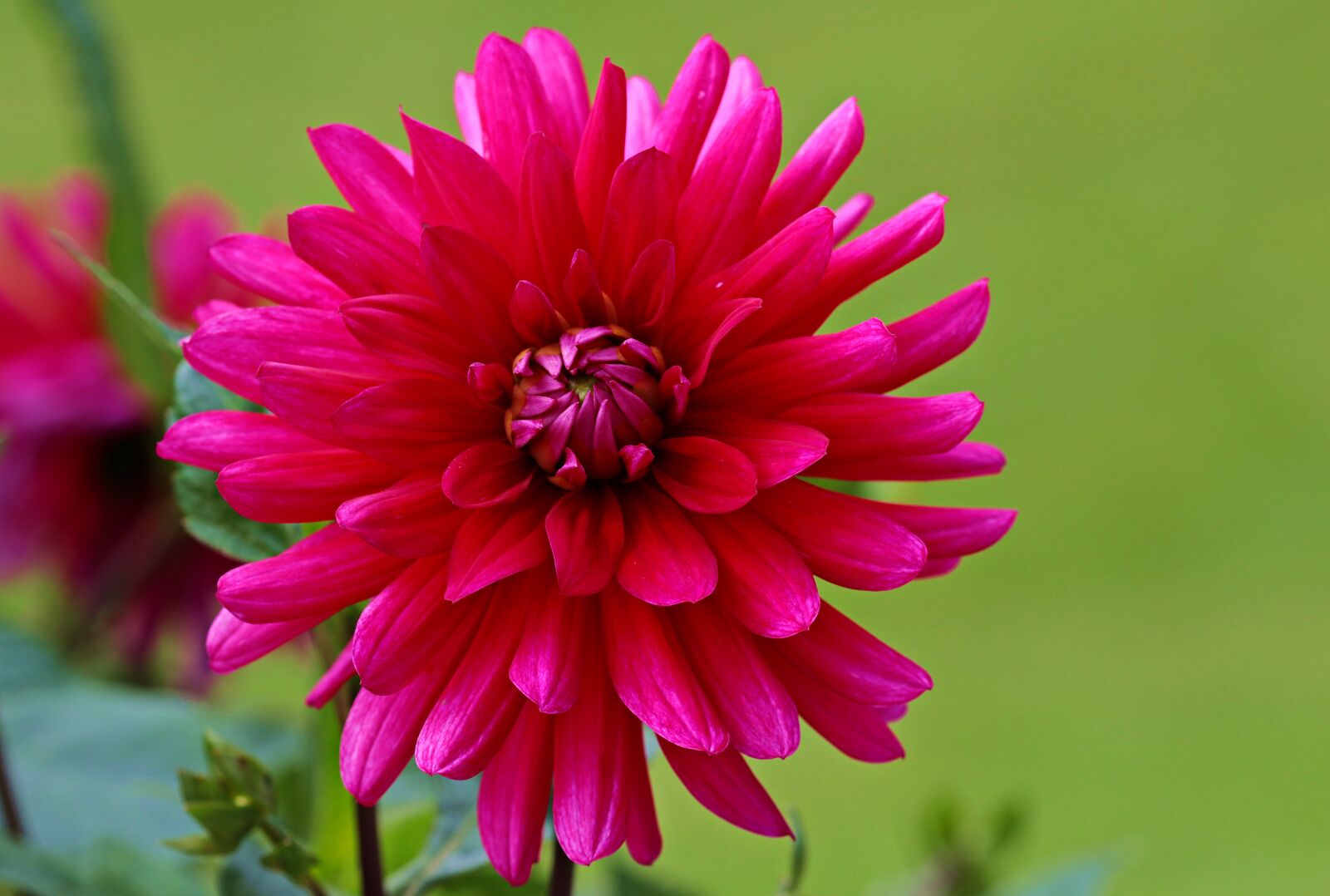 Canon EOS 80D sample photo. Dahlia, red, flower photography