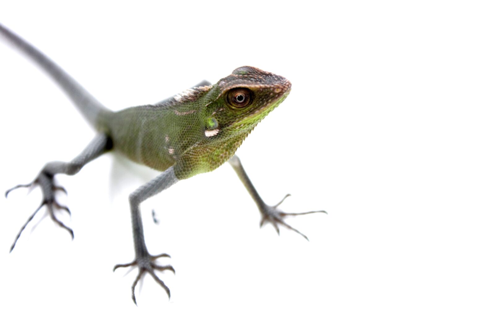 Canon EOS 1100D (EOS Rebel T3 / EOS Kiss X50) sample photo. Lizard, chameleon, green photography