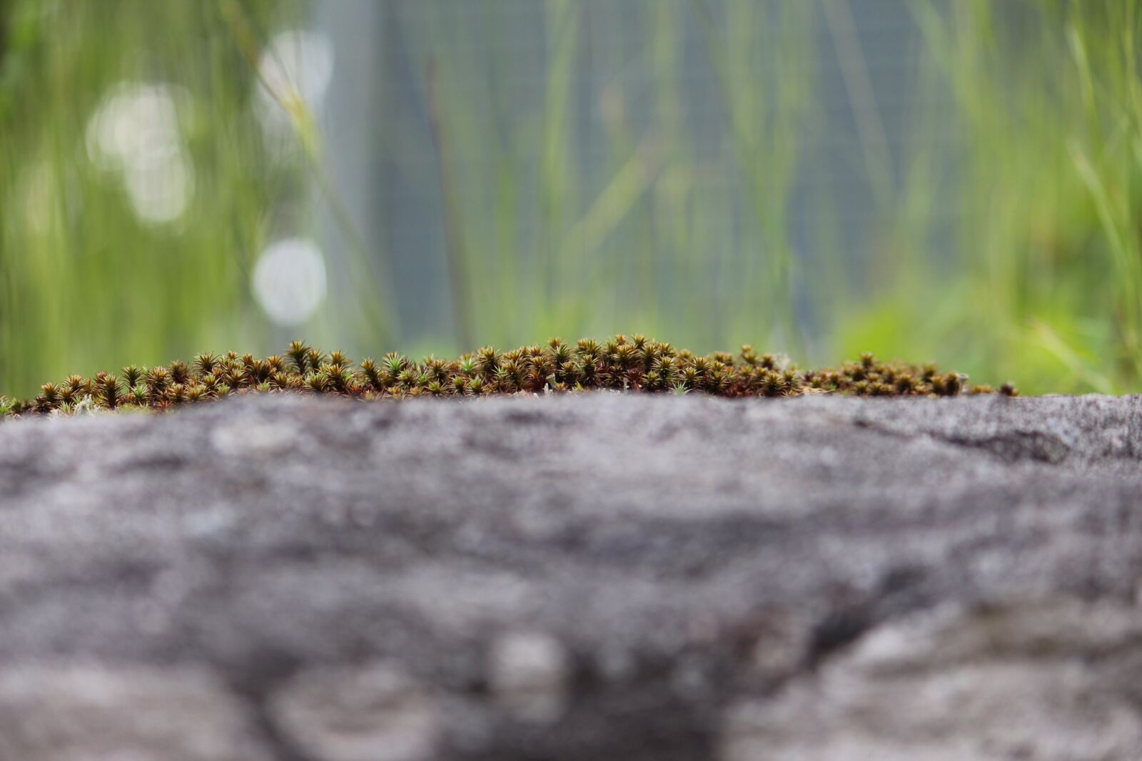 Canon EOS 650D (EOS Rebel T4i / EOS Kiss X6i) sample photo. Photographic background, moss, nature photography