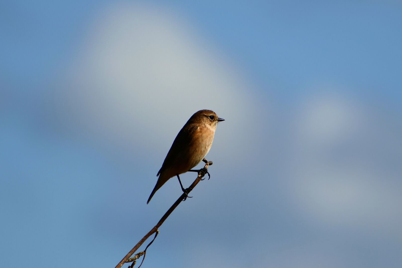 VR 70-300mm f/4.5-6.3G sample photo. Animal, sky, cloud photography