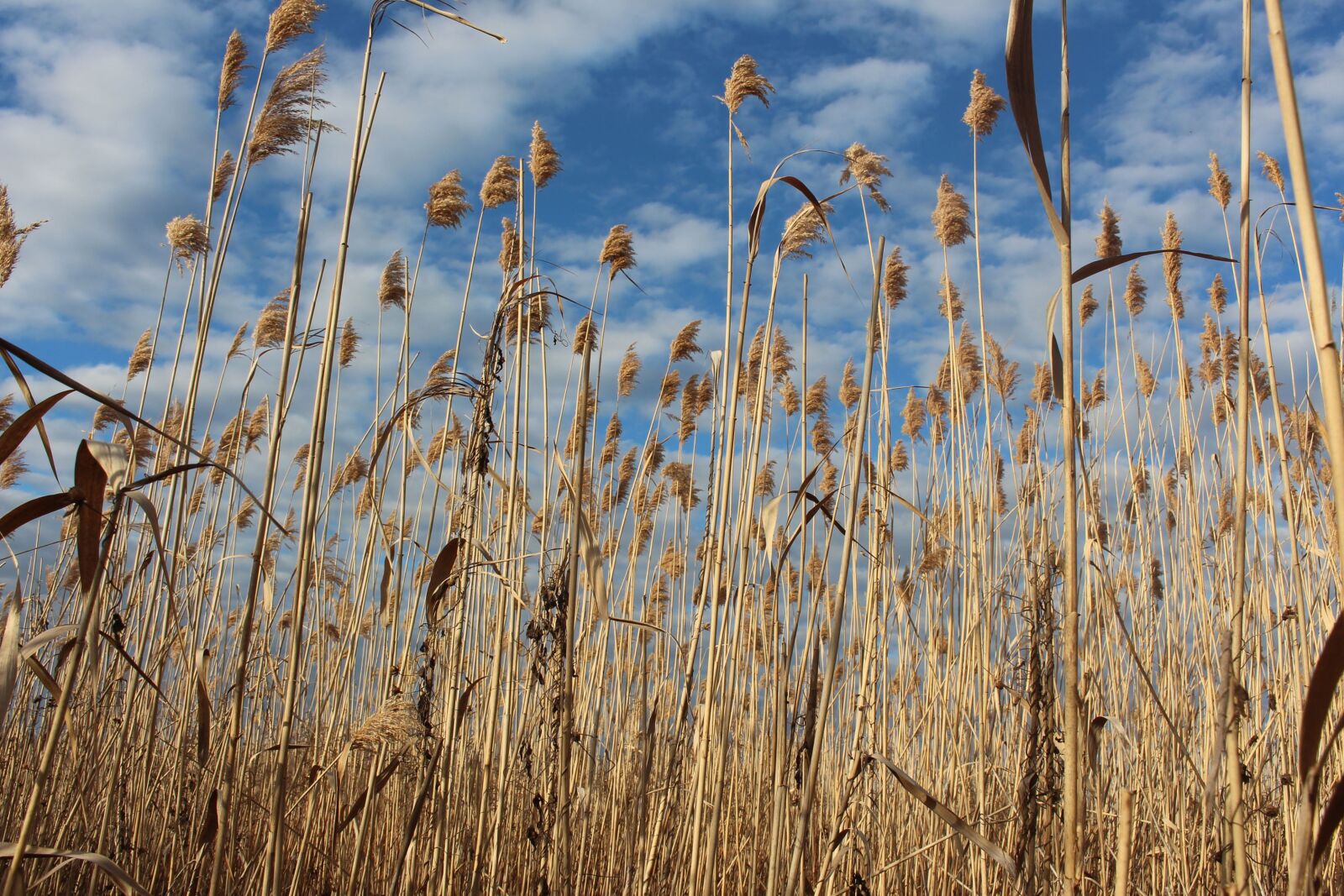 Canon EOS 700D (EOS Rebel T5i / EOS Kiss X7i) sample photo. Bulrush, sky, peaceful photography