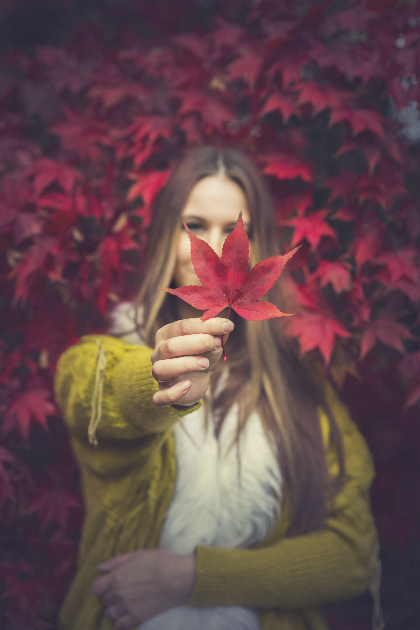 Canon EF 24-70mm F2.8L II USM sample photo. Color, autumn, leaves photography