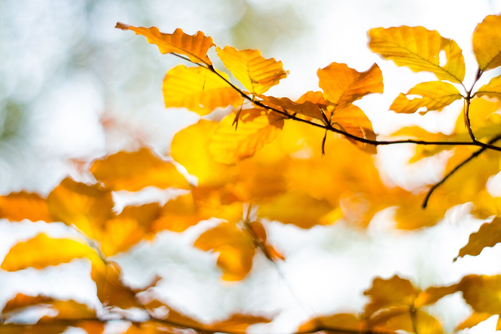 Nikon D7000 sample photo. Tree, foliage, autumn photography