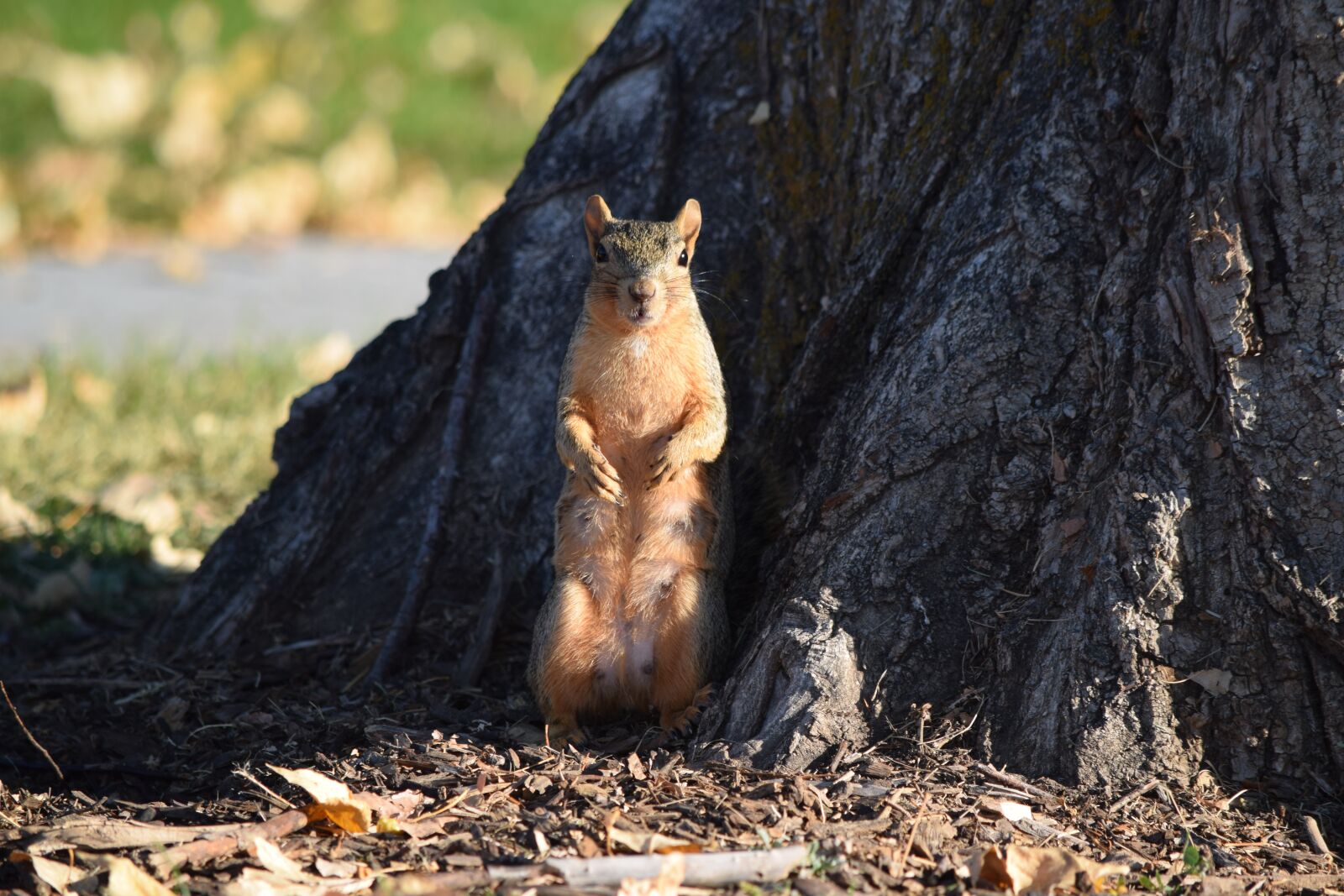 Nikon D5300 sample photo. Squirrel, tree, cute photography