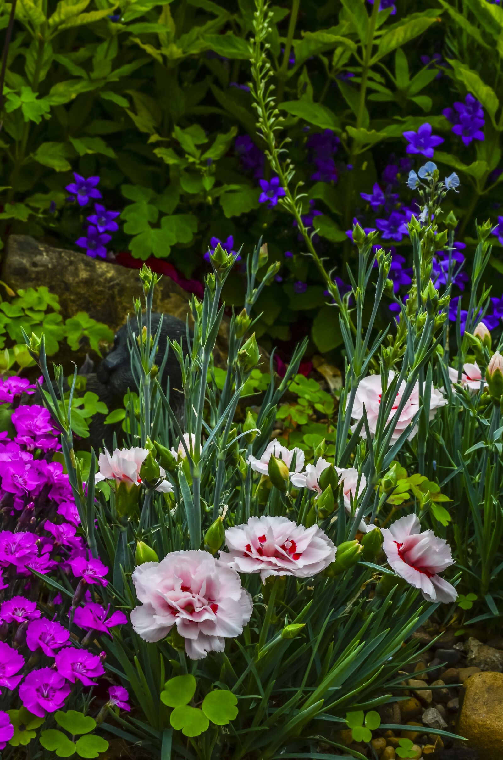 Nikon D5100 sample photo. Garden, flora, flower photography