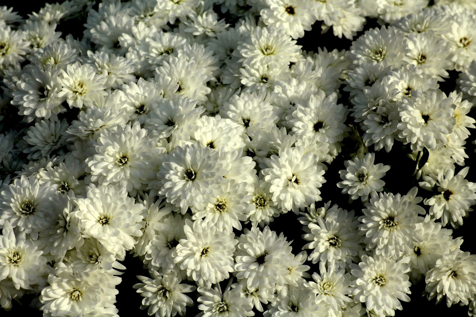 Canon EOS 1200D (EOS Rebel T5 / EOS Kiss X70 / EOS Hi) sample photo. Chrysanthemum, white flowers, flowers photography