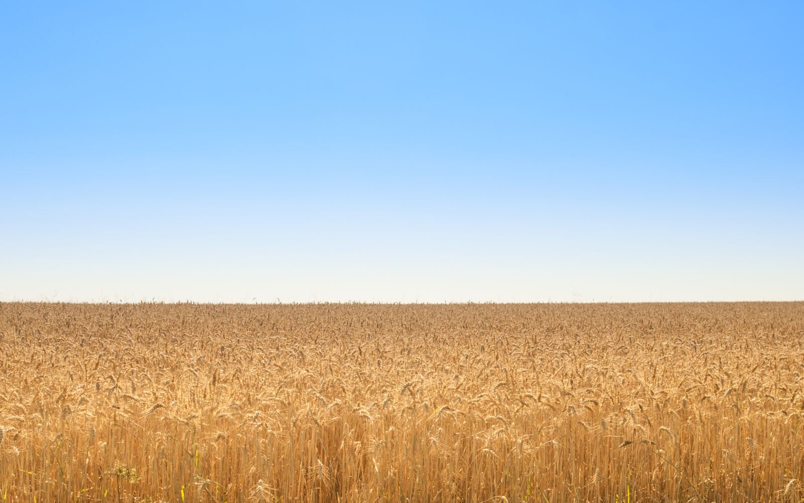 Nikon D5000 sample photo. Golden, field, wheat photography