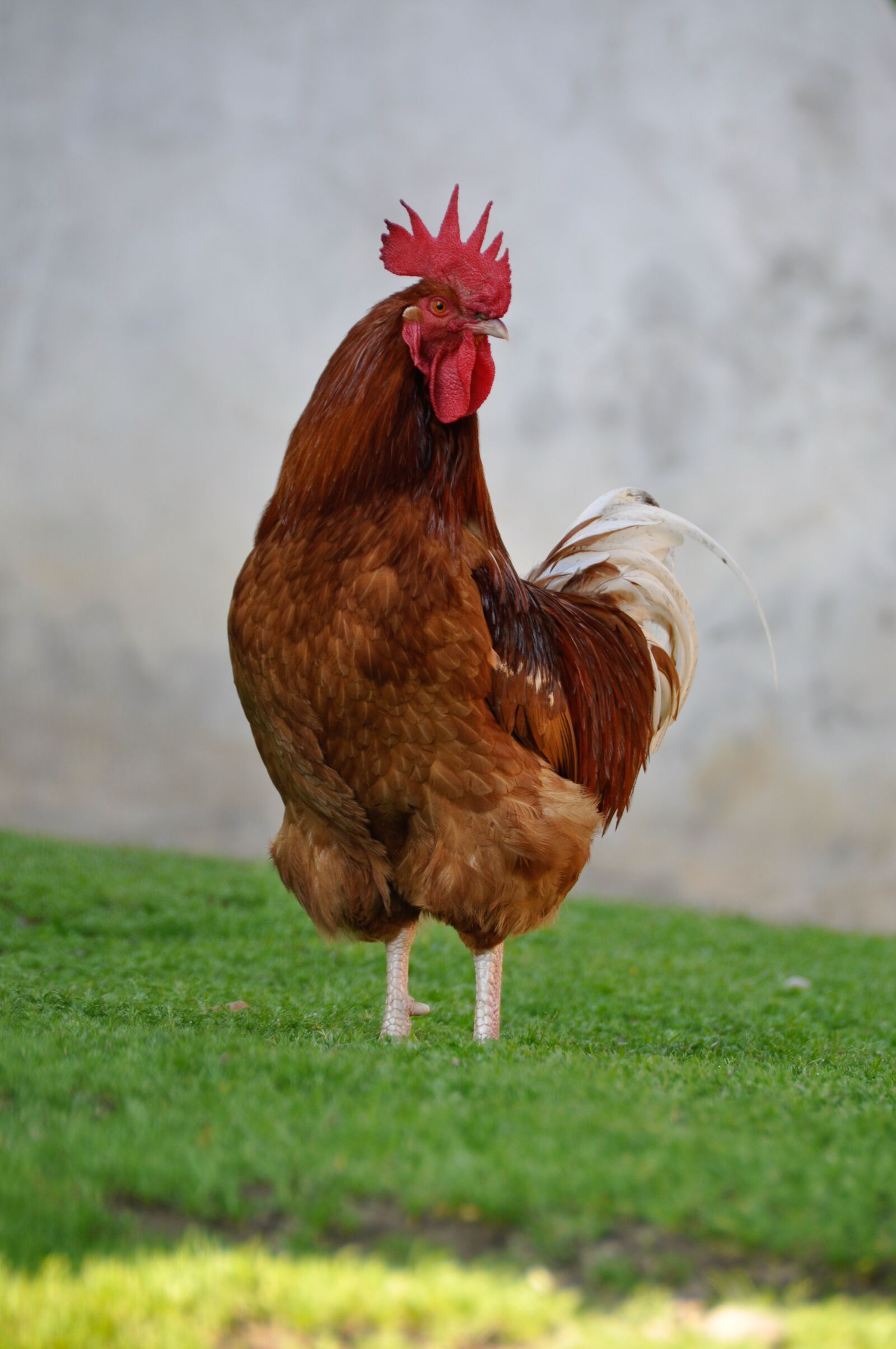 Nikon D90 sample photo. Chicken, poultry, bird photography