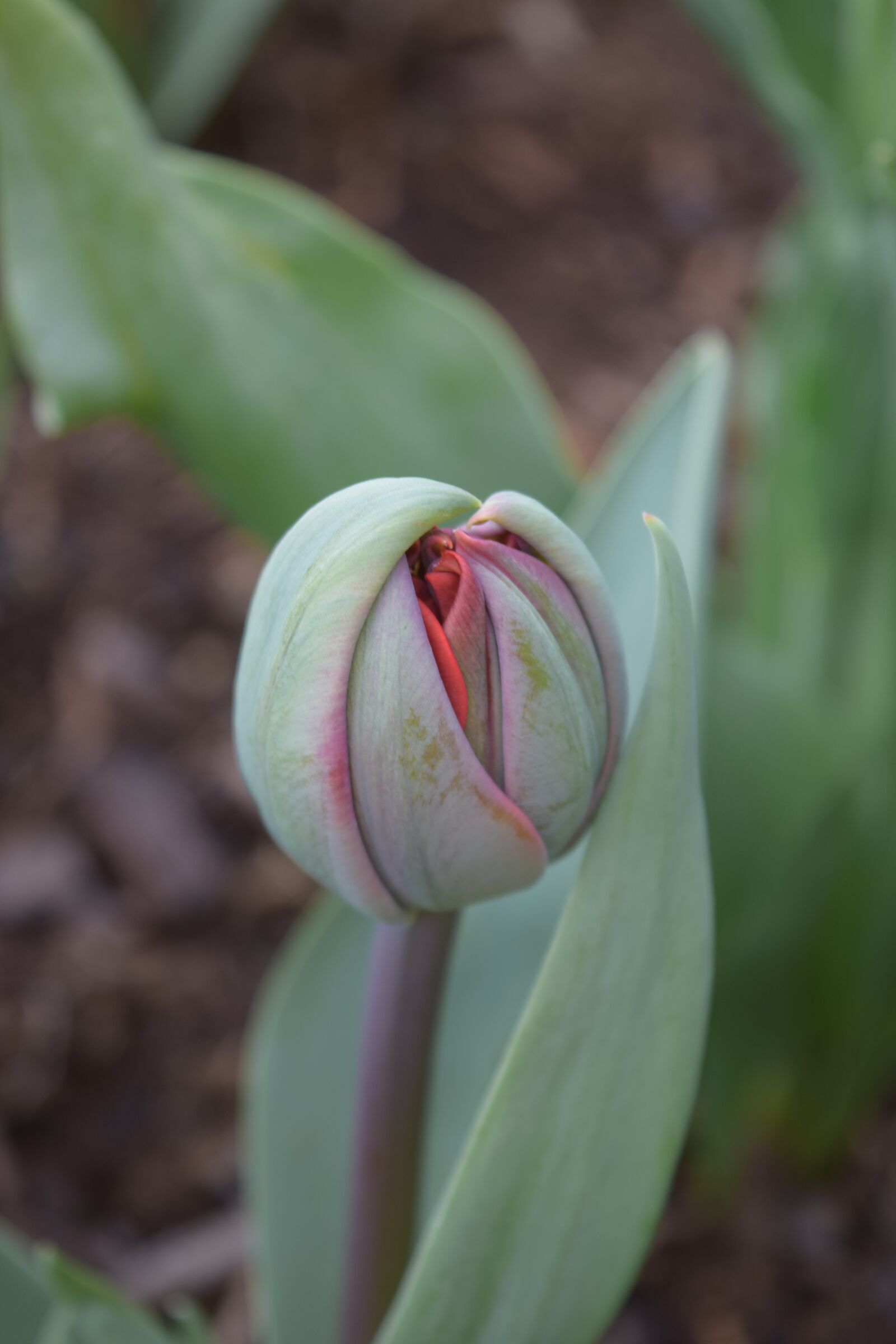 Nikon D3300 sample photo. Bloom, bud, tulip photography