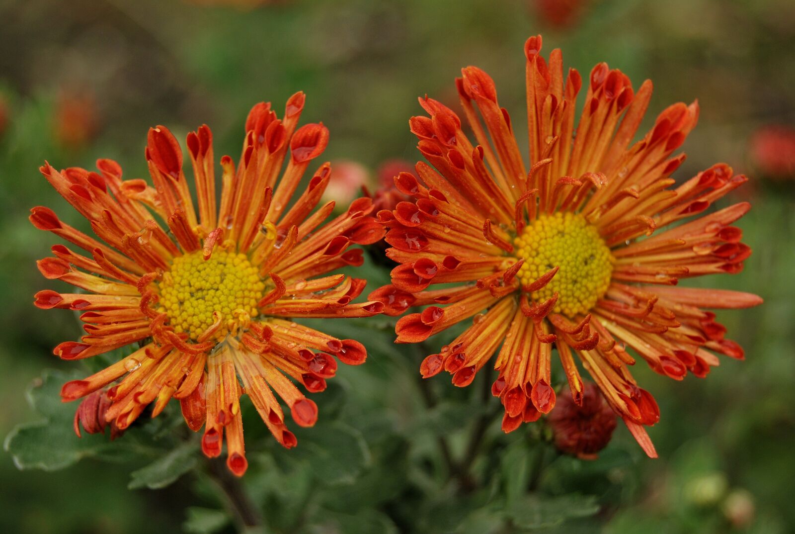 Nikon D60 sample photo. Chrysanthemum, havel, flower photography