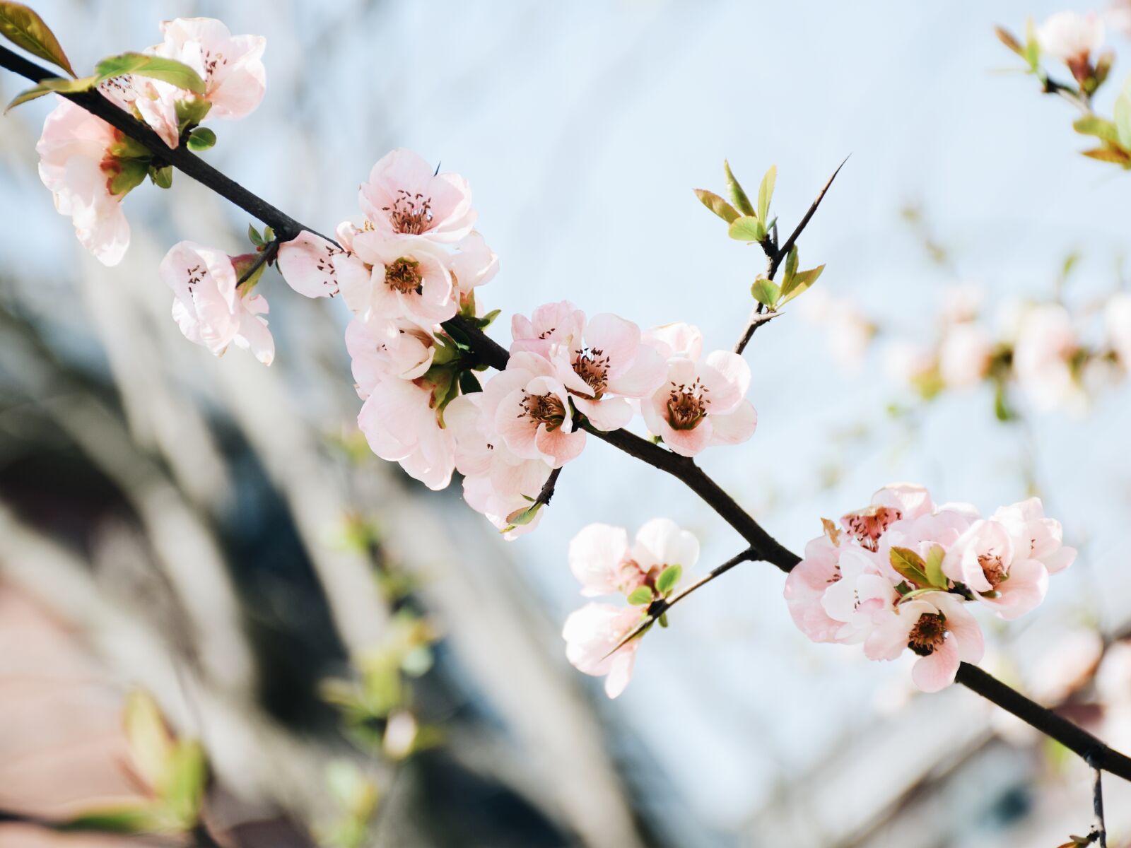 Nikon D3300 sample photo. Pear, spring day, pink photography