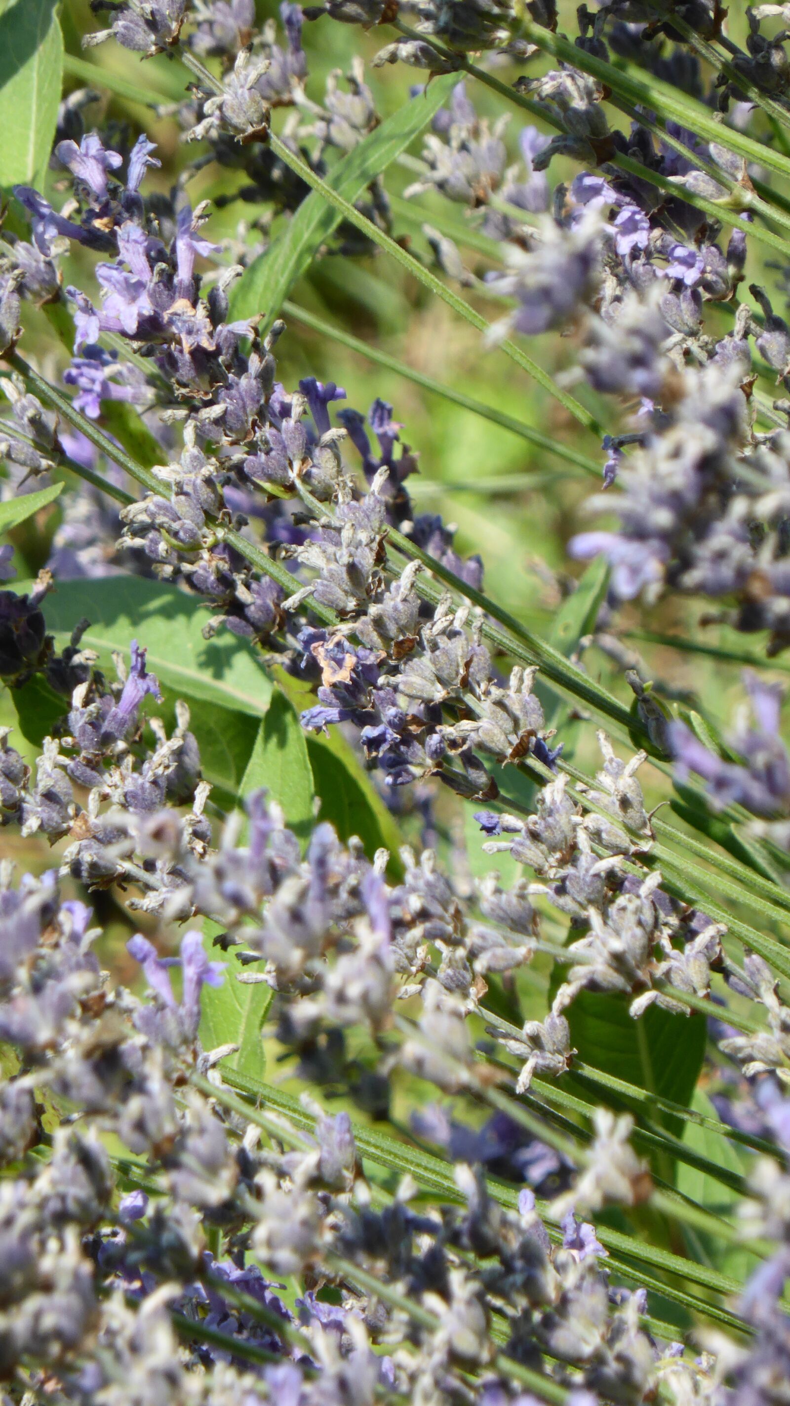 Panasonic DMC-TZ41 sample photo. Lavender, purple, violet photography