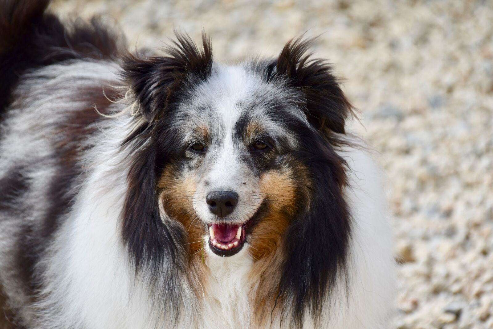 Nikon D5600 sample photo. Dog, dog berger shetland photography