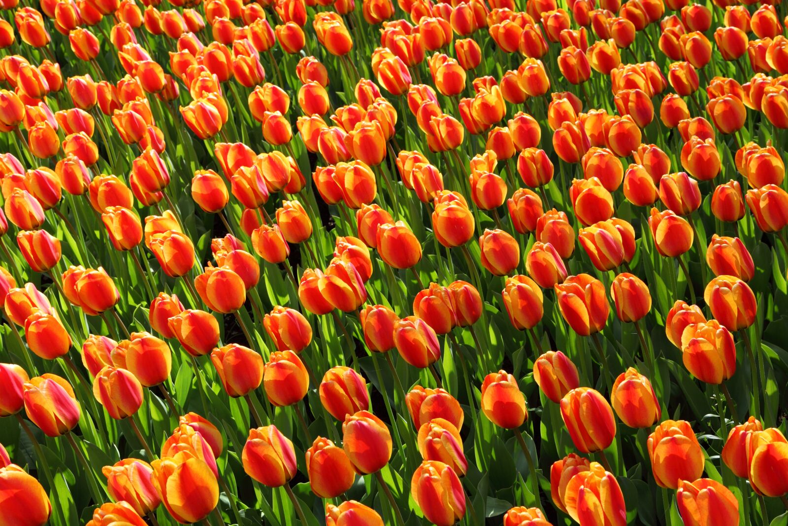 Canon EOS 5D Mark II sample photo. Red, petal, flower photography