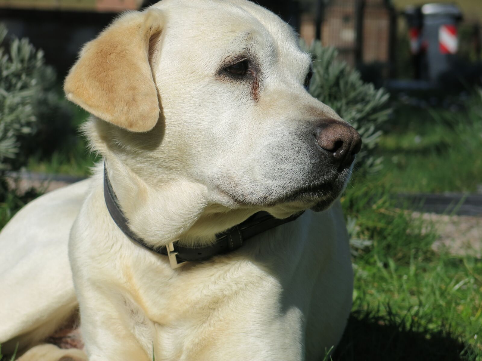 Canon PowerShot G15 sample photo. Dog, pet, canine photography
