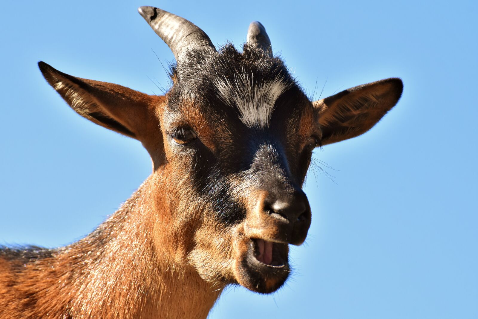Nikon D7200 sample photo. Goat, animal, horns photography