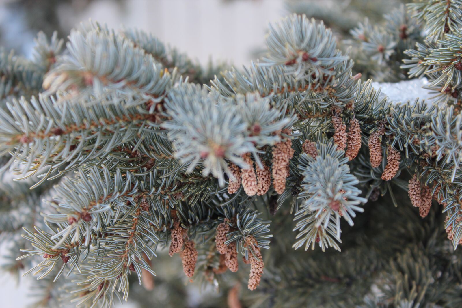 Canon EOS 600D (Rebel EOS T3i / EOS Kiss X5) sample photo. Spruce, winter, nature photography