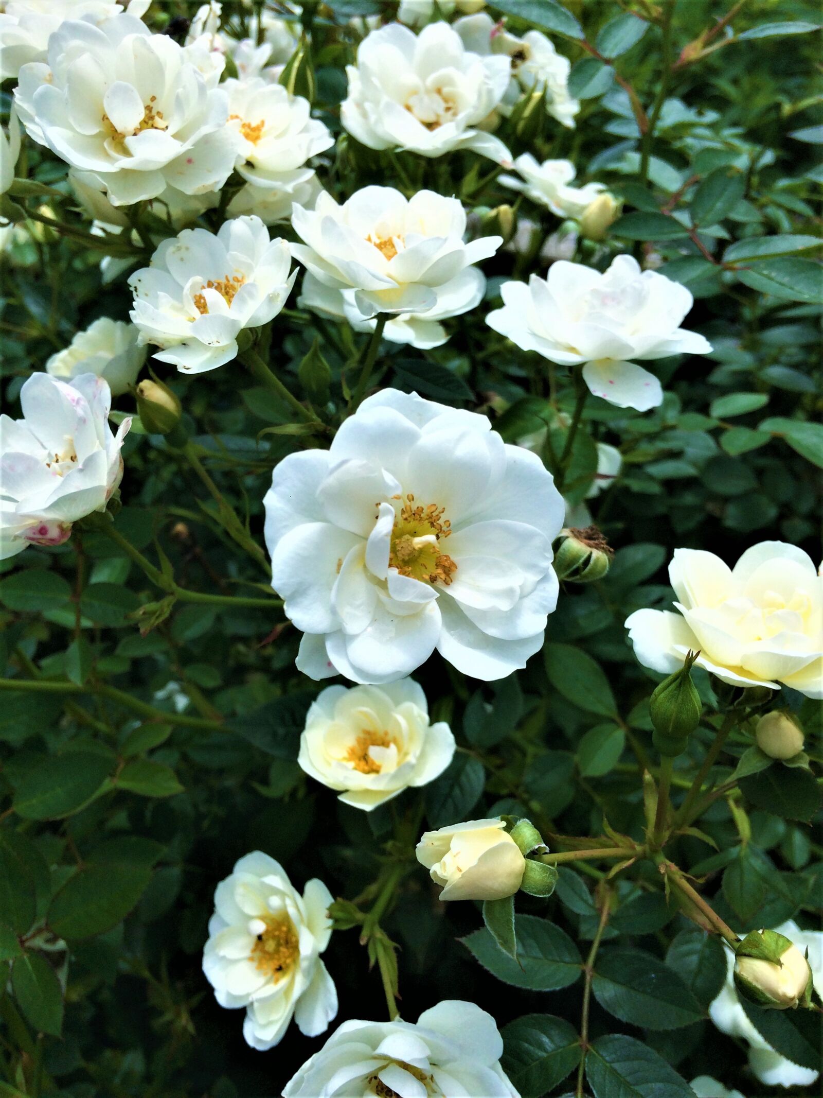 iPhone 5s back camera 4.15mm f/2.2 sample photo. Flower bed, flower, plant photography