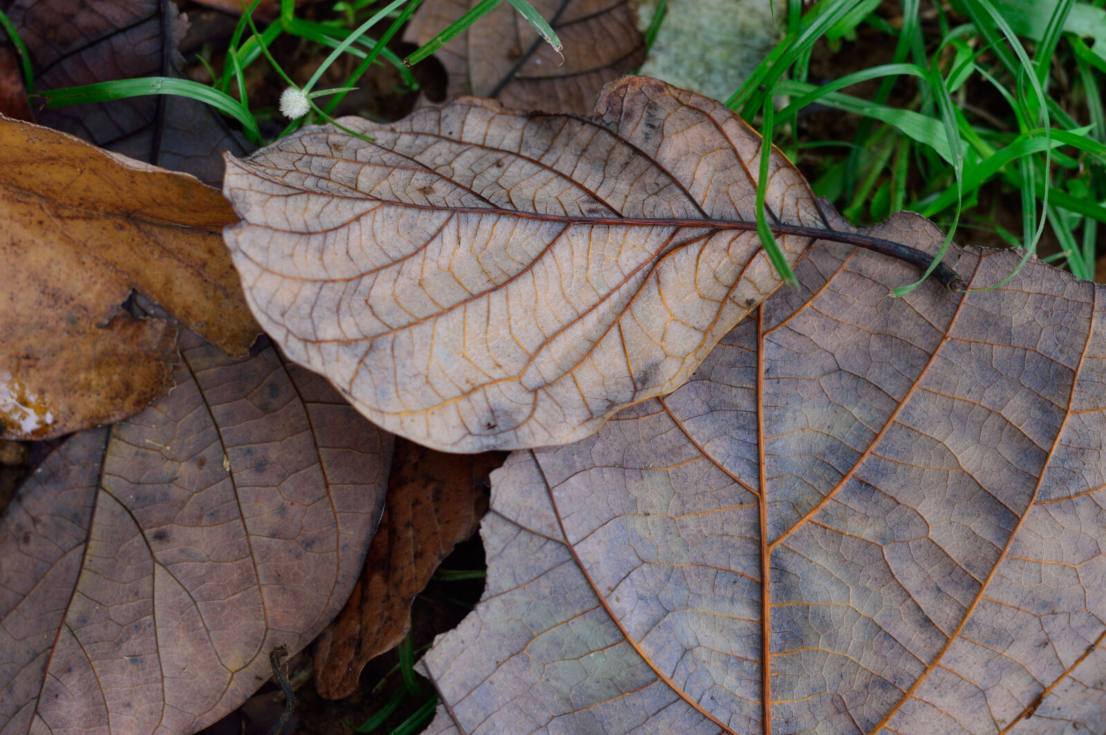 Nikon D3200 sample photo. Autumn, brown, dry, dry photography