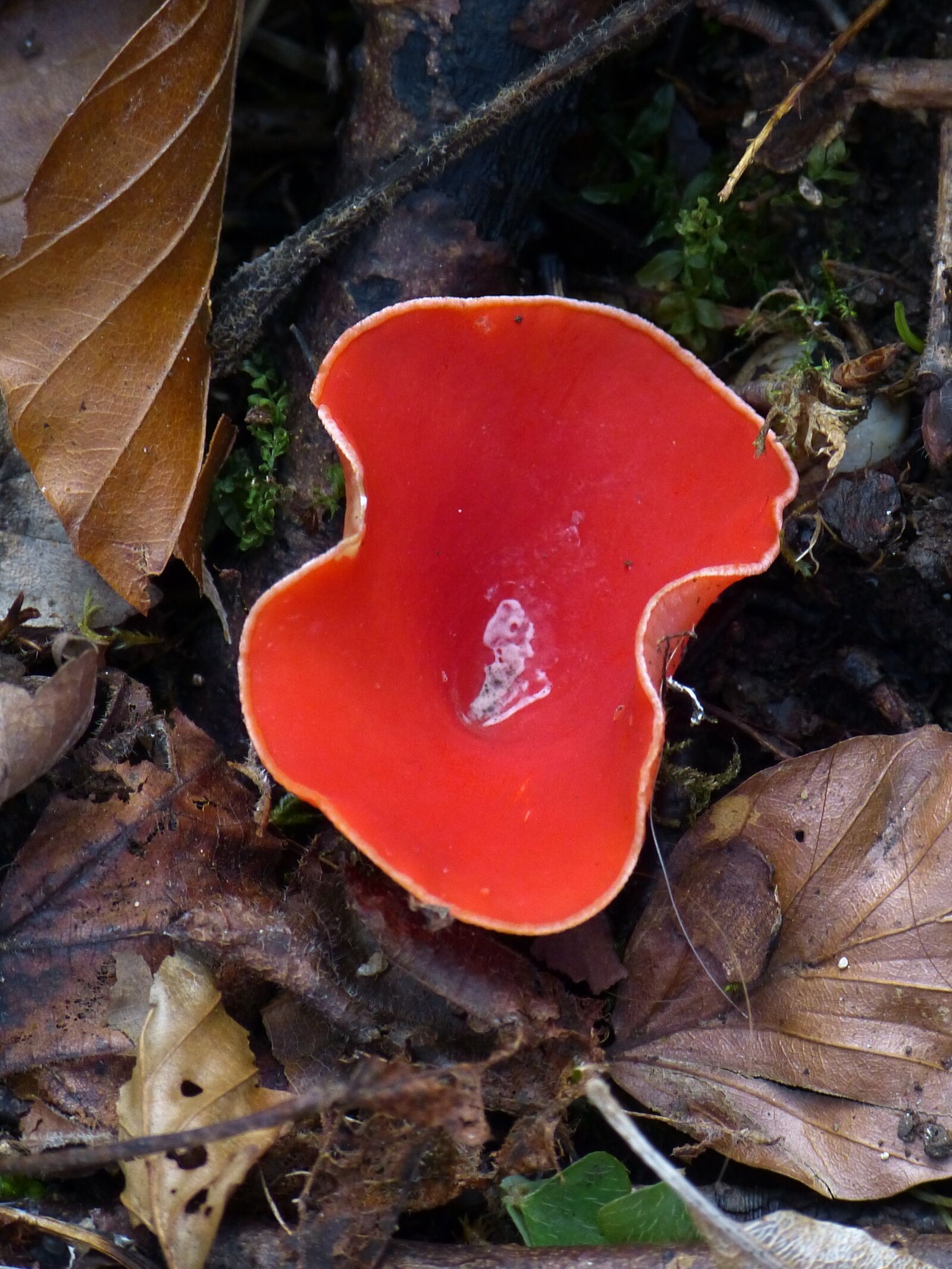 Panasonic Lumix DMC-FZ150 sample photo. Vermilion kelchbecherling, mushroom, scarlet photography