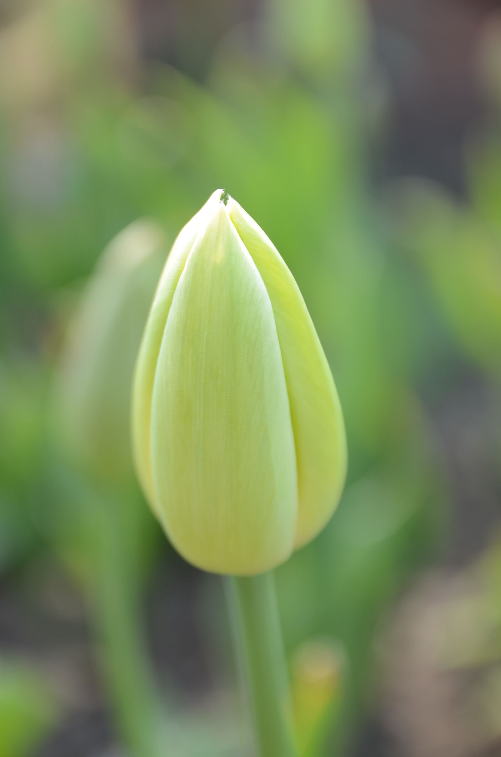 Nikon D7000 sample photo. Flower, guduo, bud photography