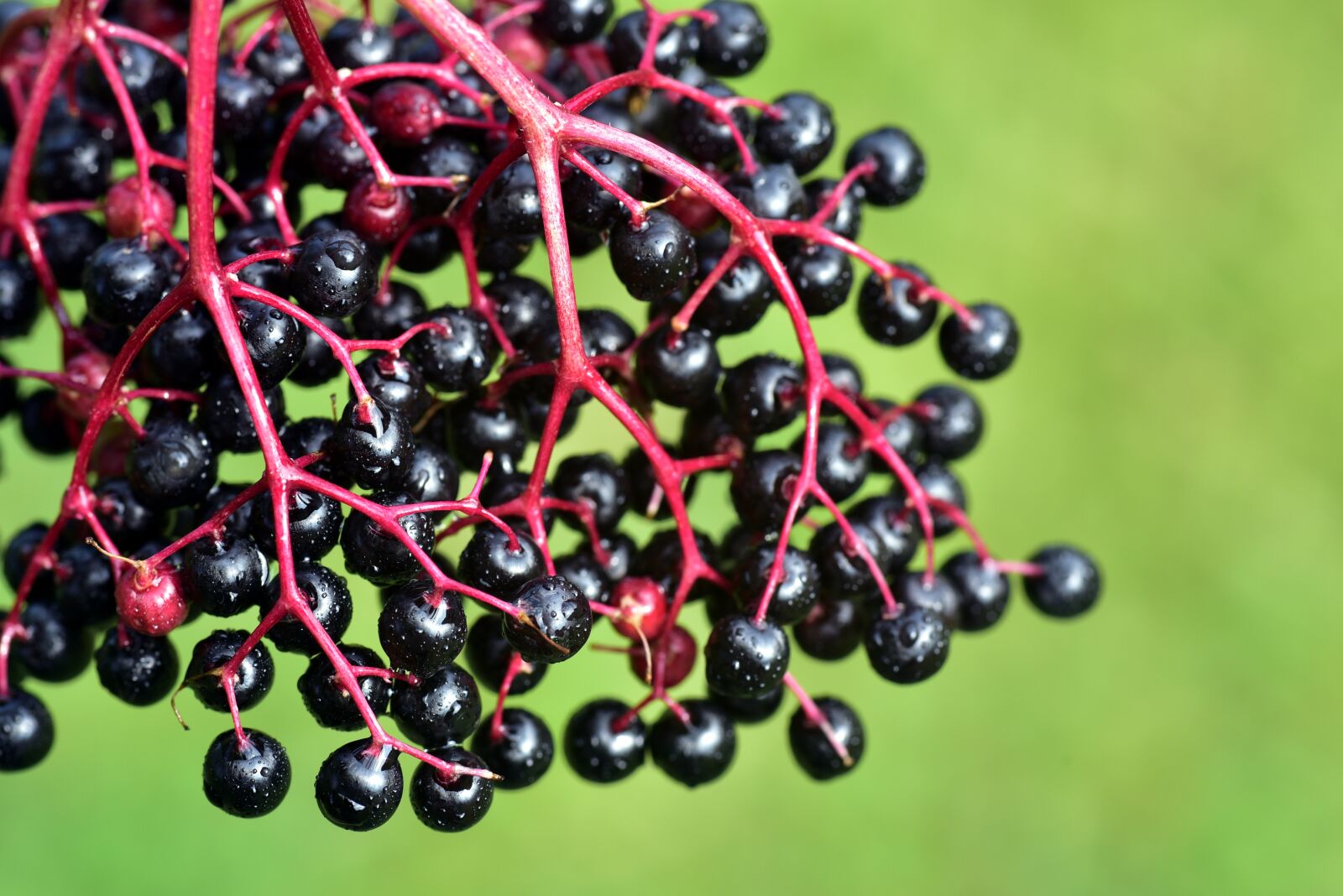 Nikon D750 sample photo. Elder, ripe, berries photography