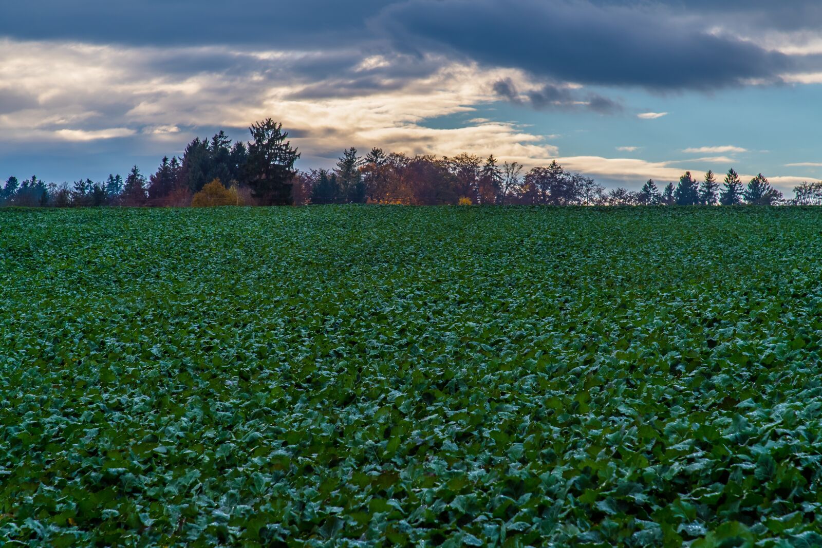 Nikon D5 sample photo. Field, nature, green photography