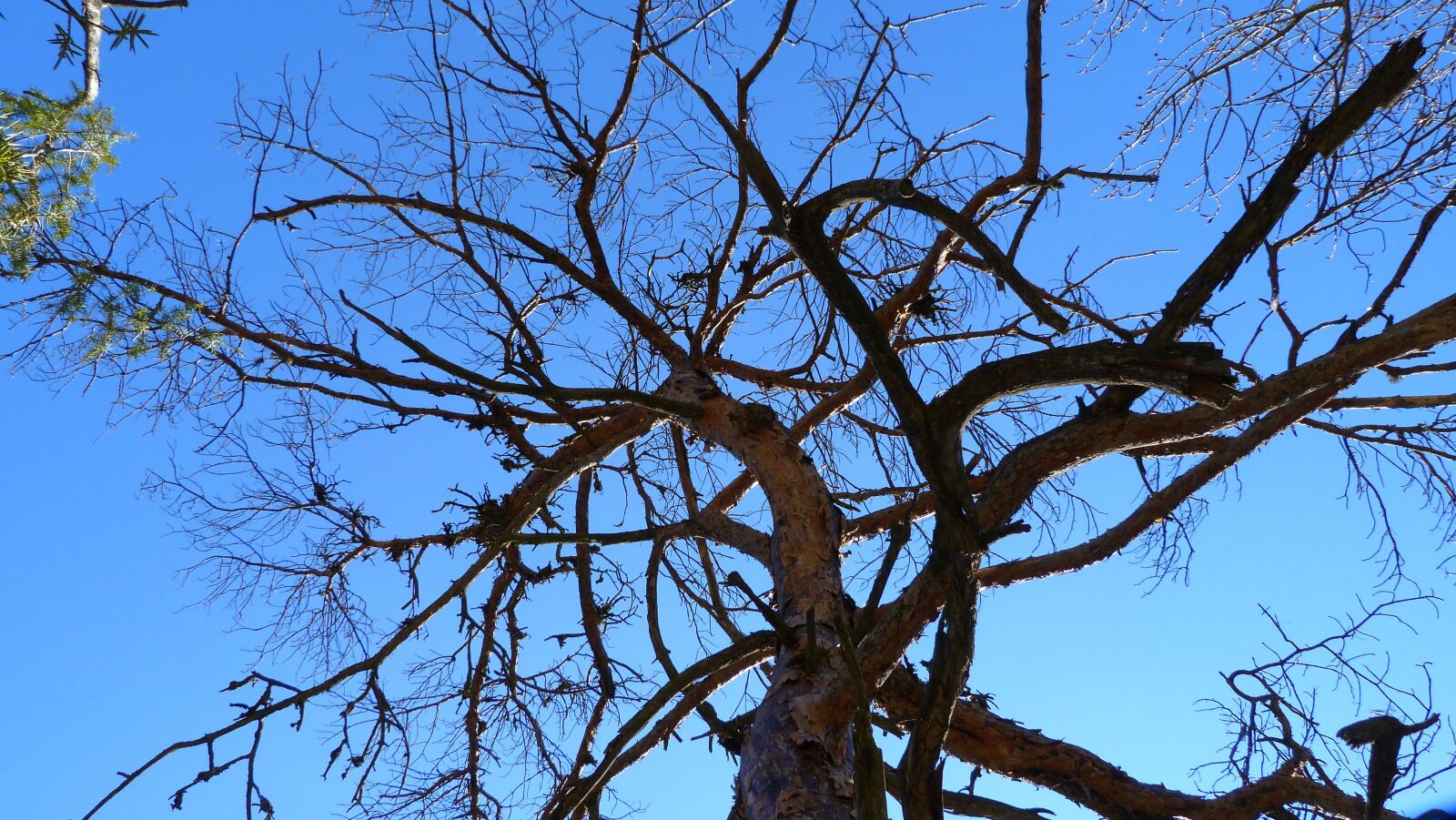 Panasonic Lumix DMC-FZ40 (Lumix DMC-FZ45) sample photo. Trees, nature, forest photography