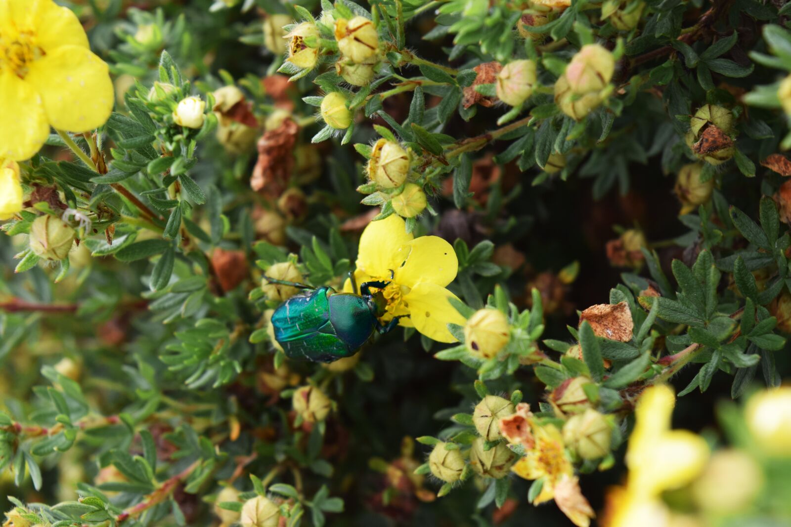 Nikon D5300 sample photo. Beetle, flowers, green photography