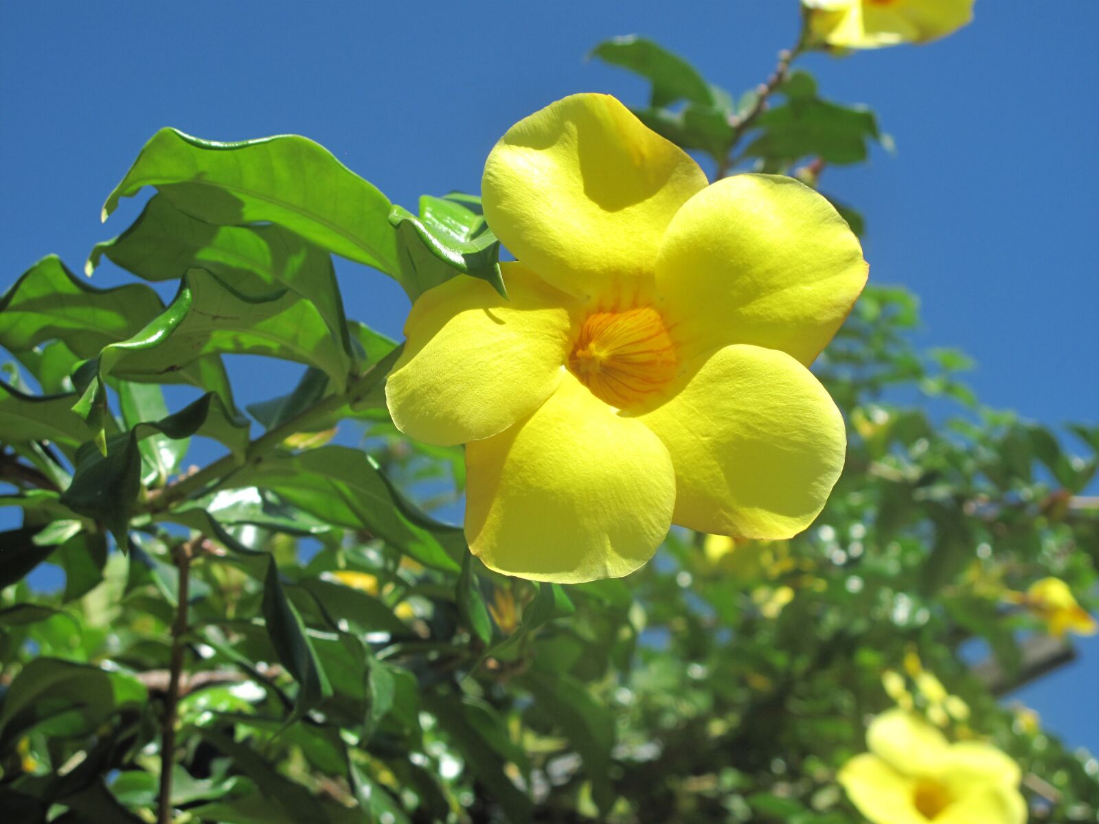 Canon PowerShot G10 sample photo. Flower, yellow, nature photography