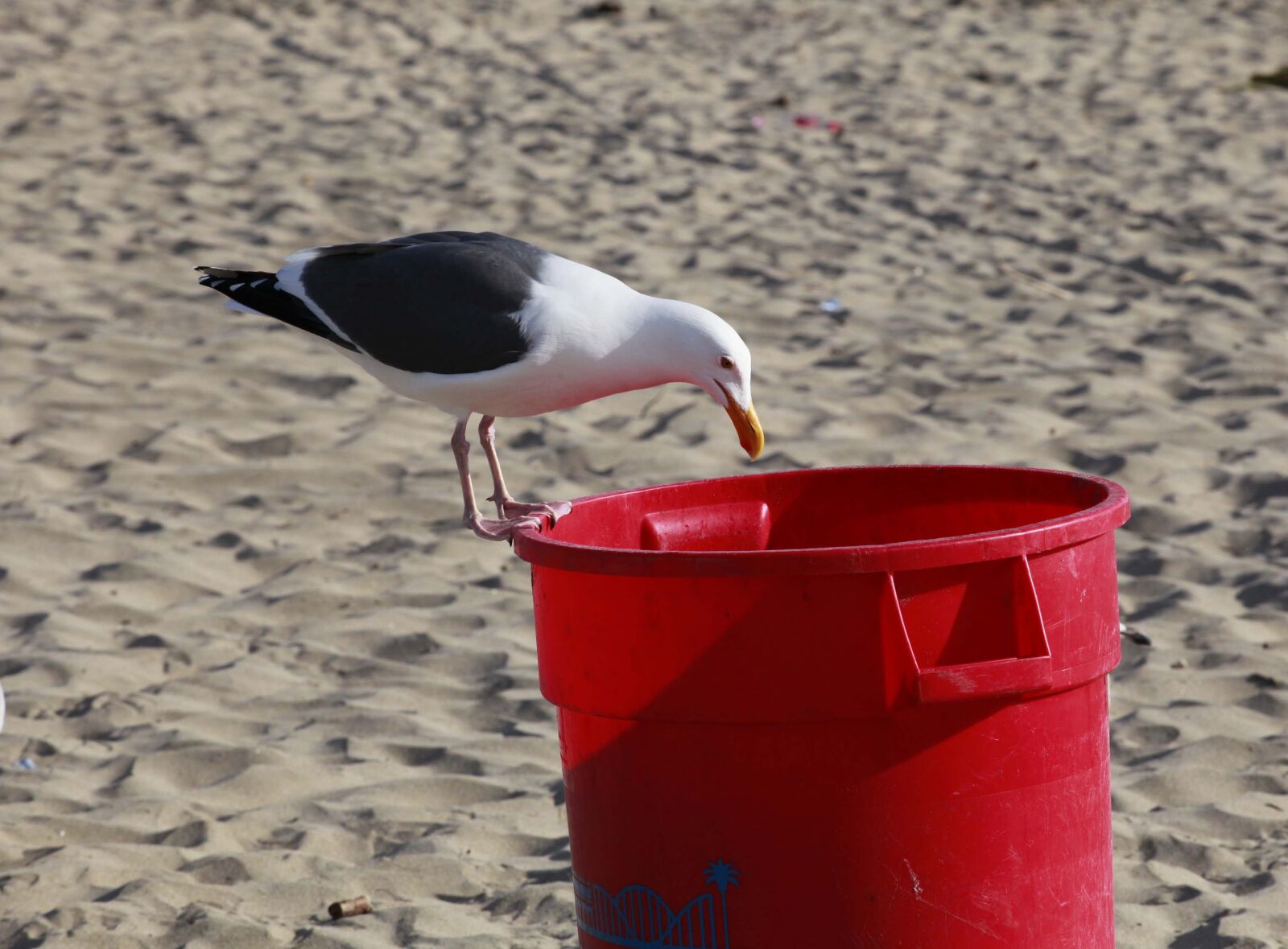 Canon EOS 5D Mark II sample photo. Seagull, trash, bird photography