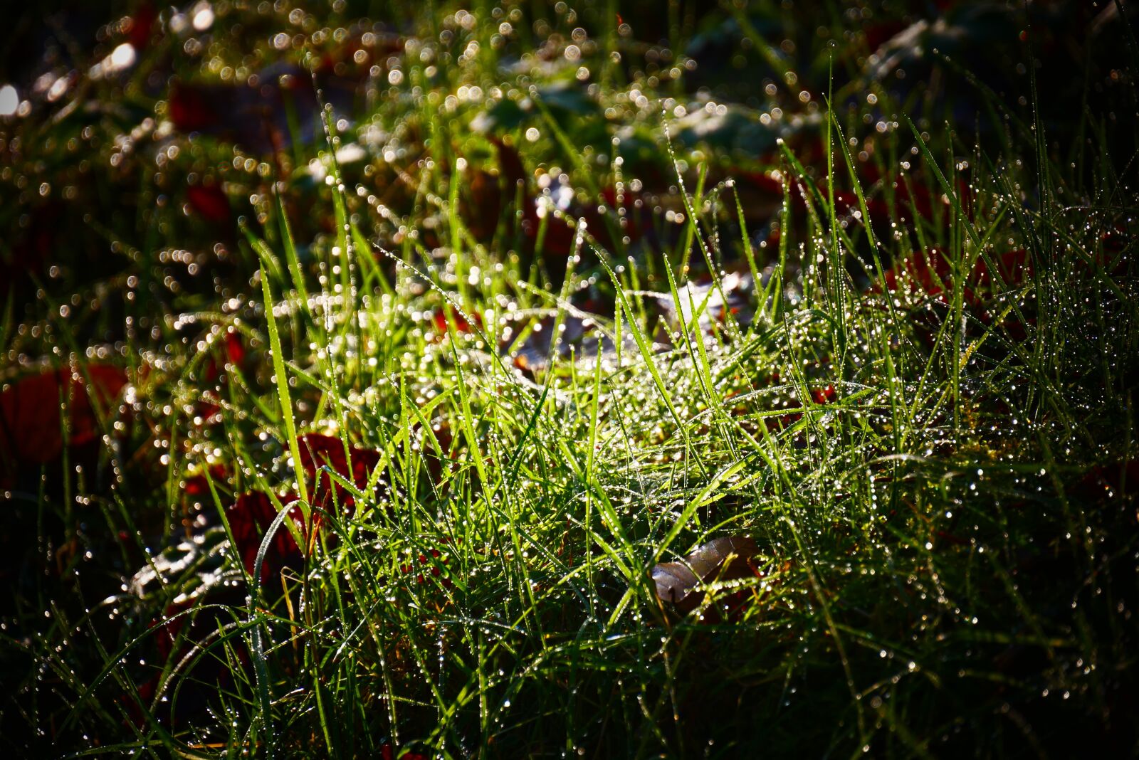 Panasonic Lumix DMC-G85 (Lumix DMC-G80) sample photo. Grass, dew, morning photography
