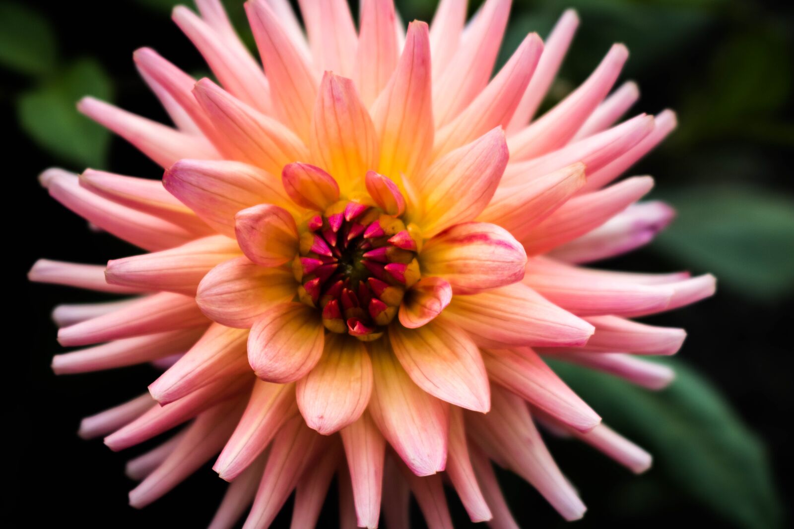 Canon EOS 750D (EOS Rebel T6i / EOS Kiss X8i) sample photo. Nature, plant, flower photography