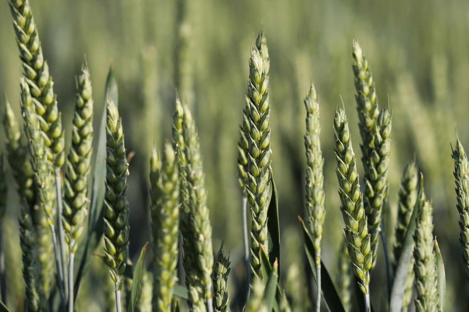 Canon EOS 6D + Canon EF 70-300 F4-5.6 IS II USM sample photo. Green wheat, cereals, growing photography