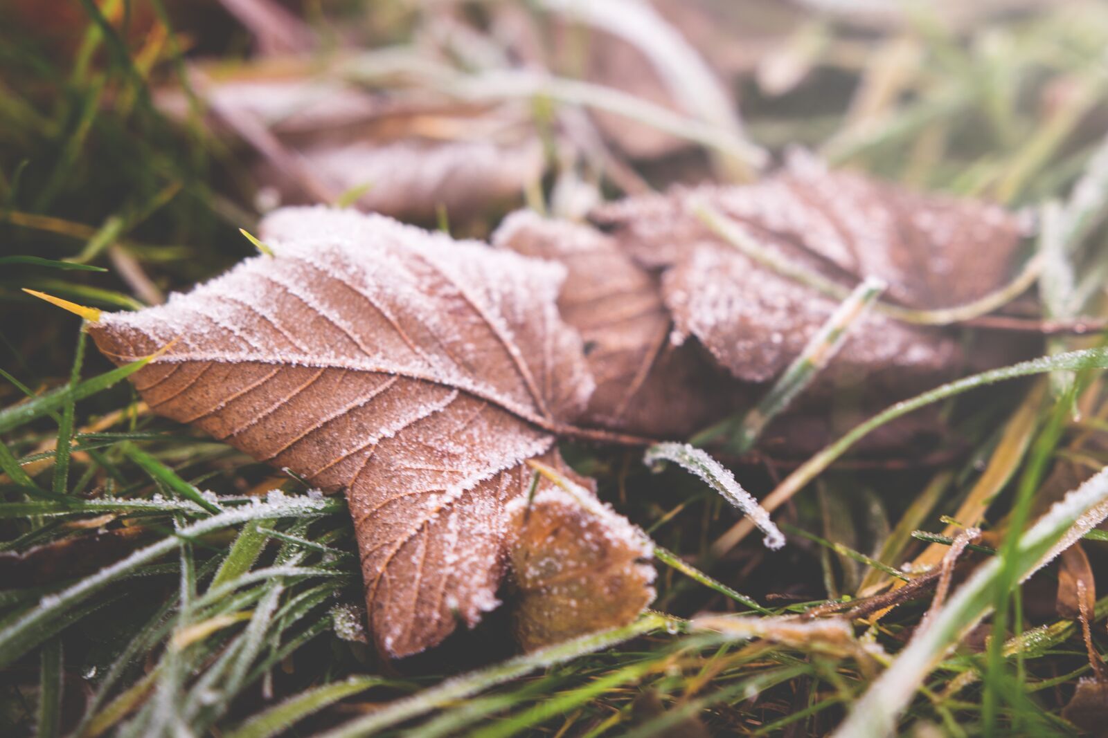 Nikon D5300 sample photo. Leaf, fall, green photography
