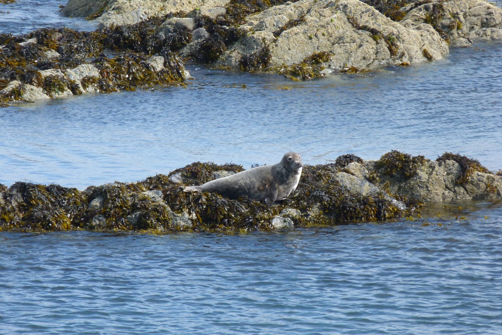 Panasonic Lumix DMC-FZ40 (Lumix DMC-FZ45) sample photo. Seal, grey, sea photography
