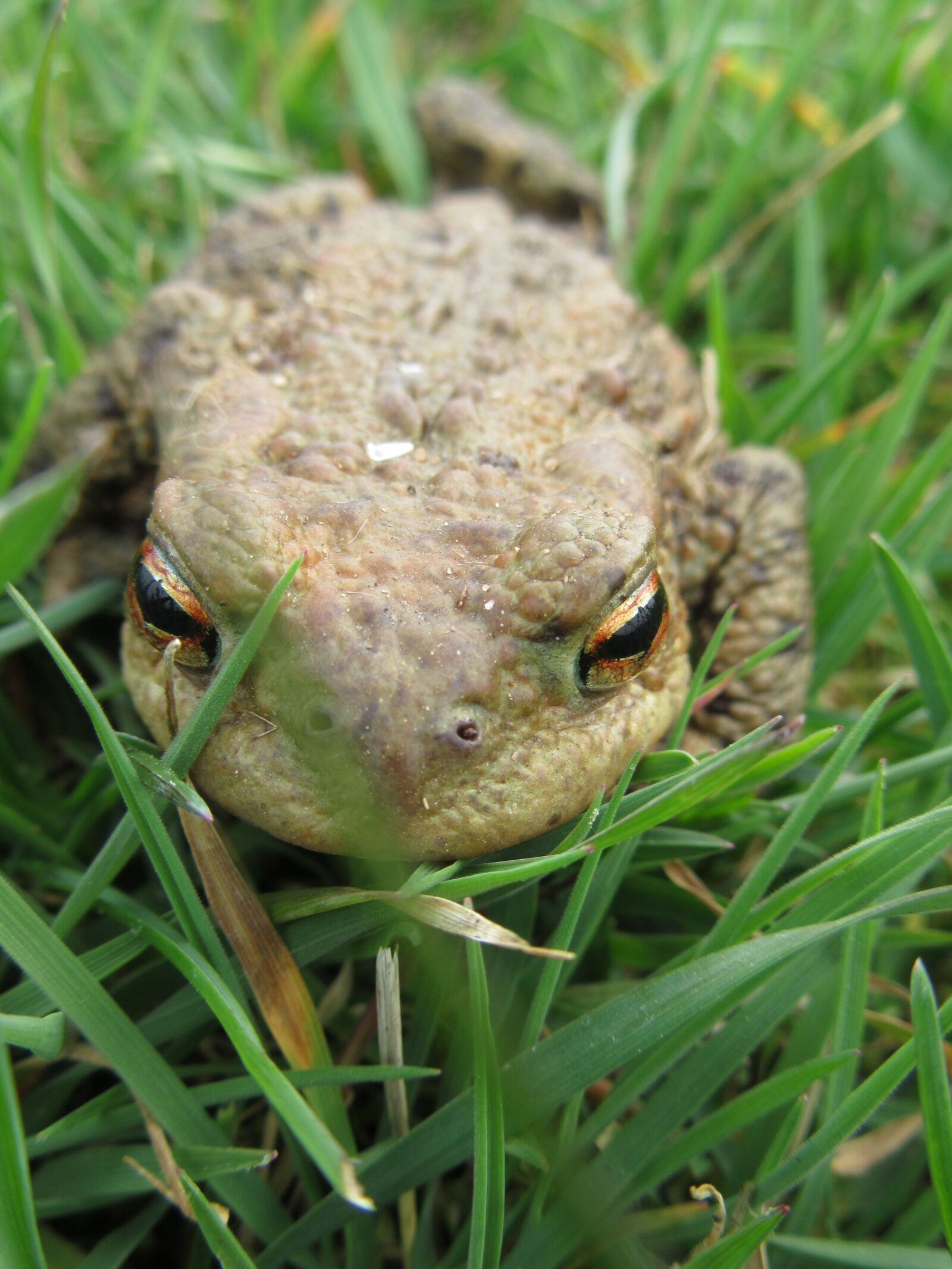 Canon PowerShot SX610 HS sample photo. Macro, amphibians, common toad photography
