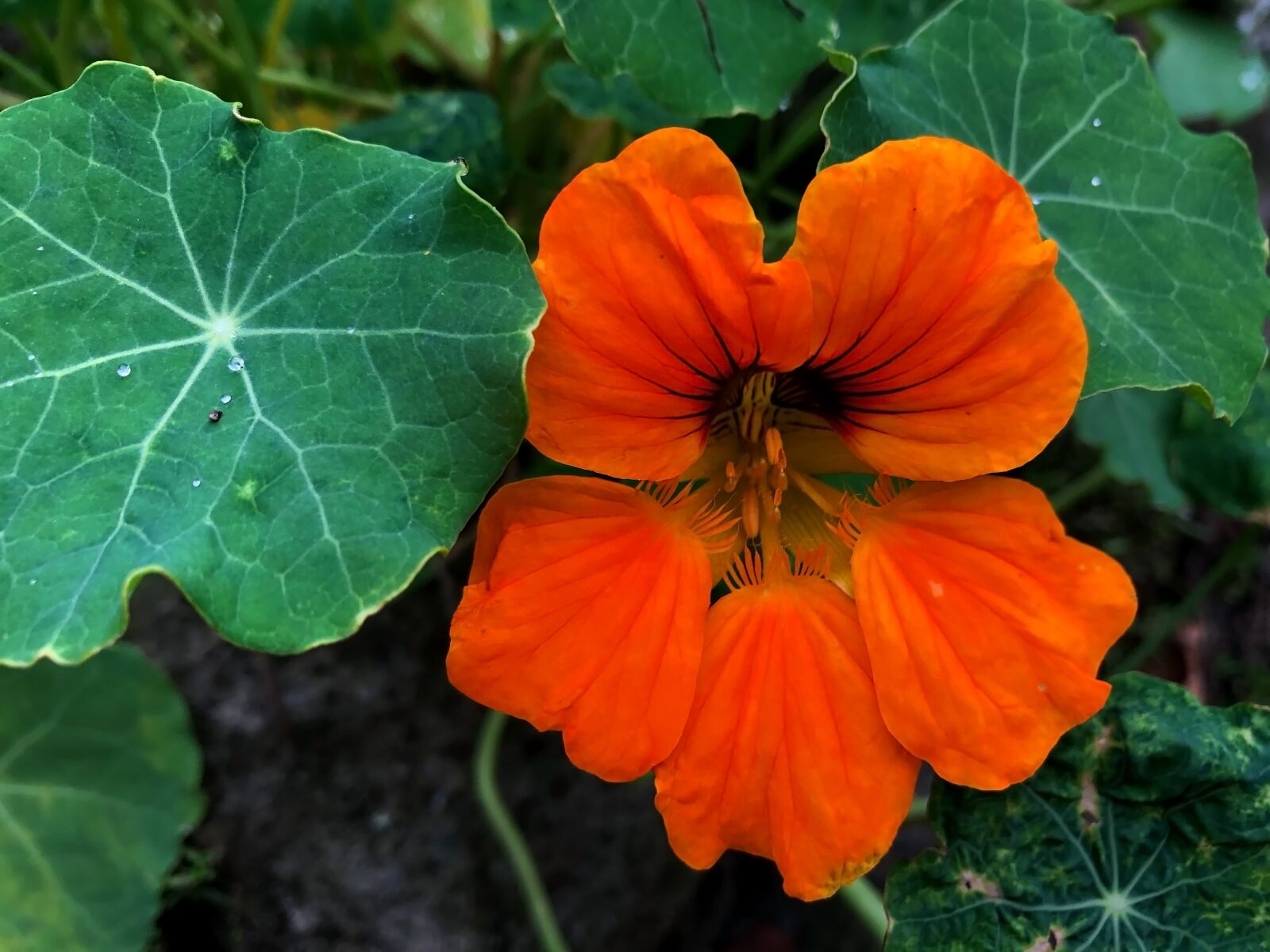 Apple iPhone 8 sample photo. Nasturtium, tropaeolum, blossom photography