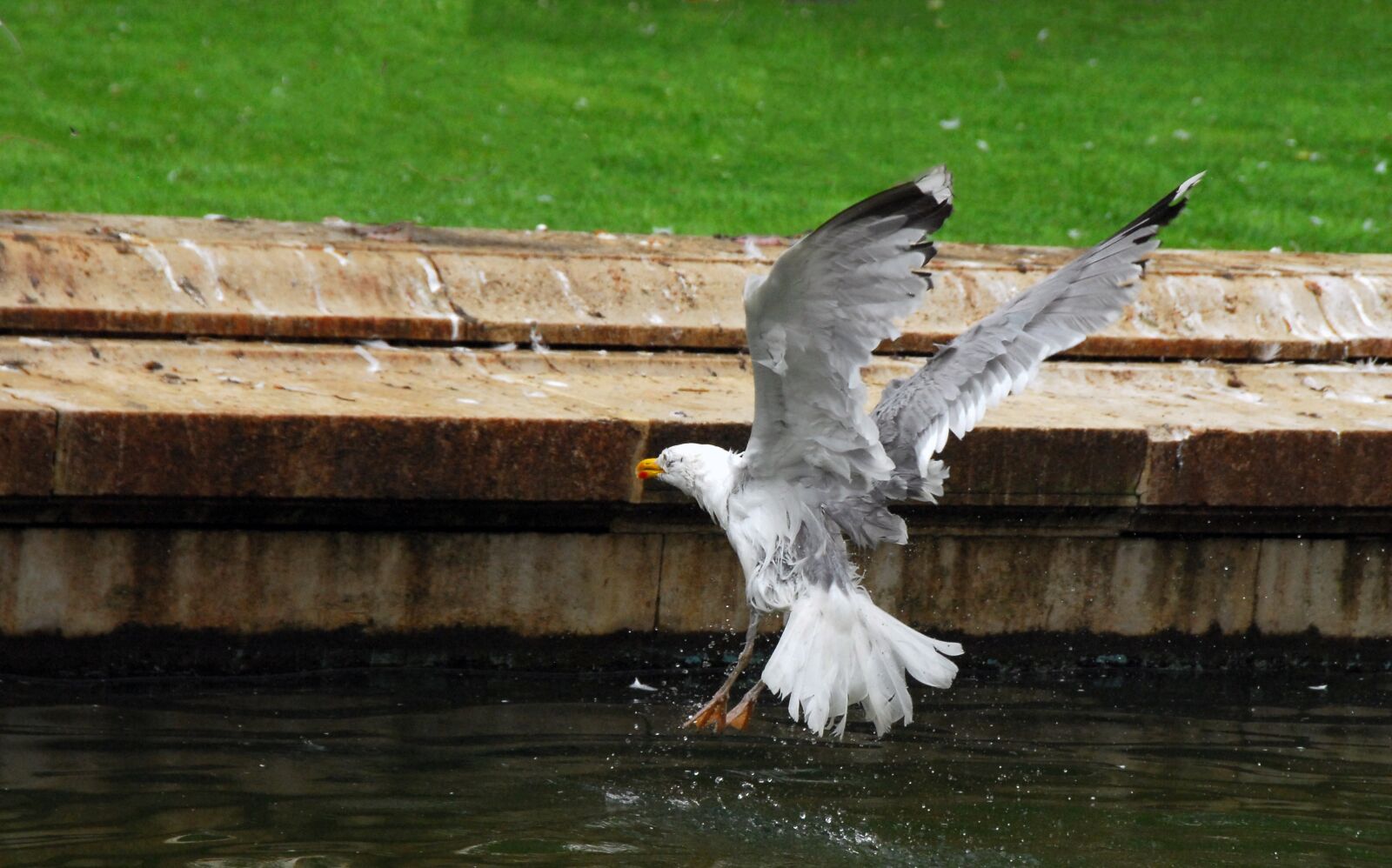 Nikon D200 sample photo. Seagull, fly, nature photography