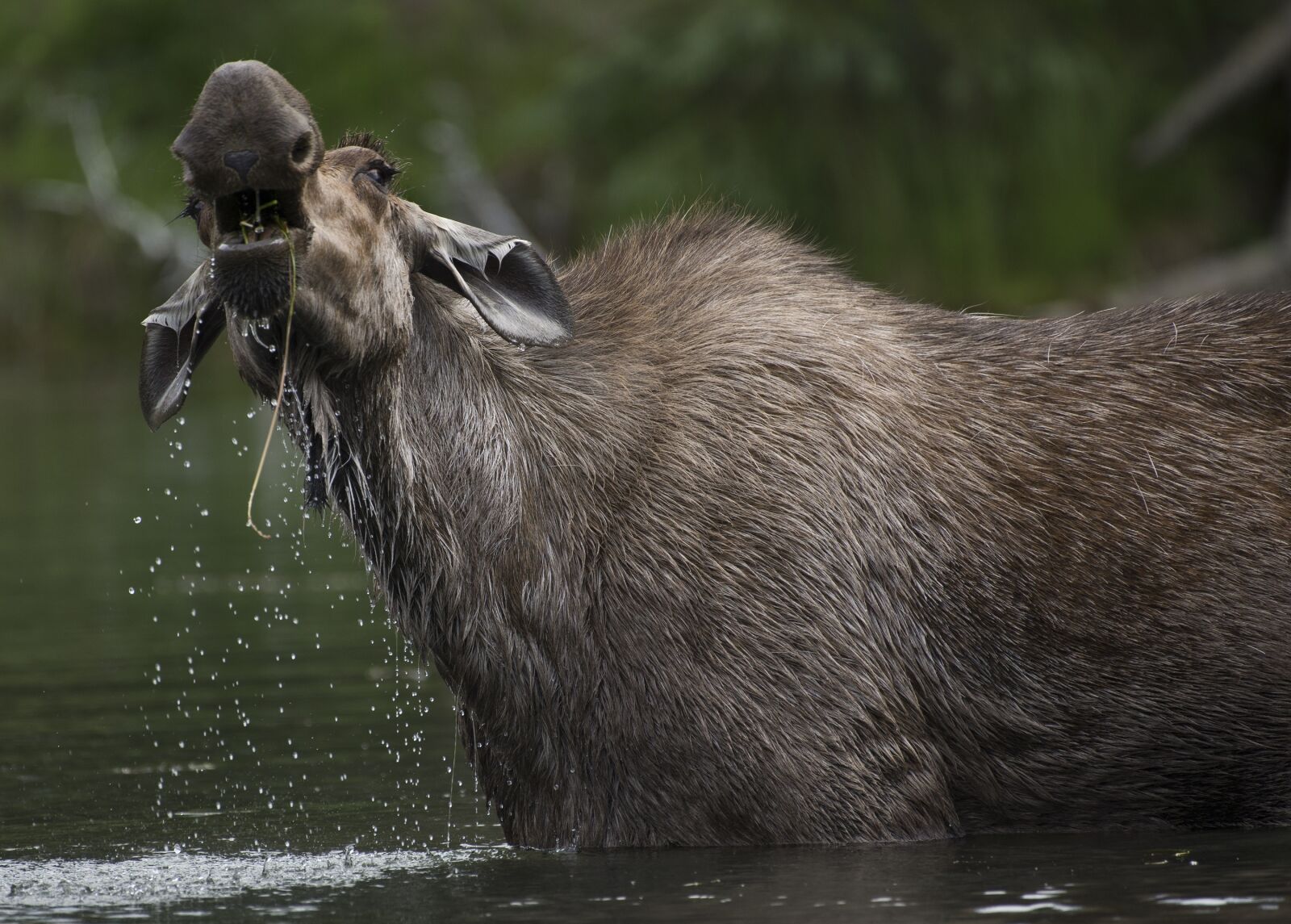 Nikon D600 sample photo. Moose, cow, portrait photography