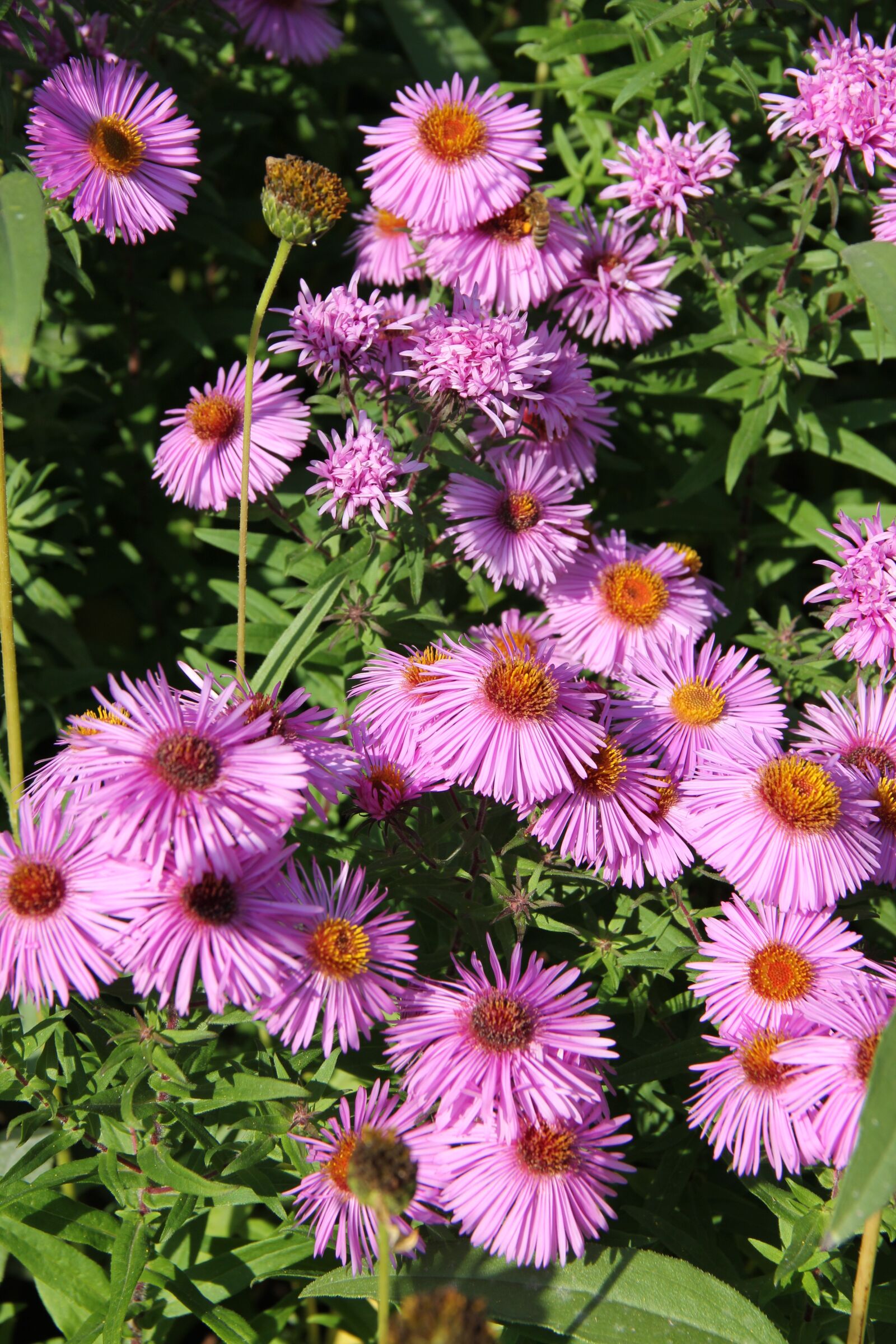 Canon EOS 550D (EOS Rebel T2i / EOS Kiss X4) sample photo. Autumn daisy, autumn, purple photography
