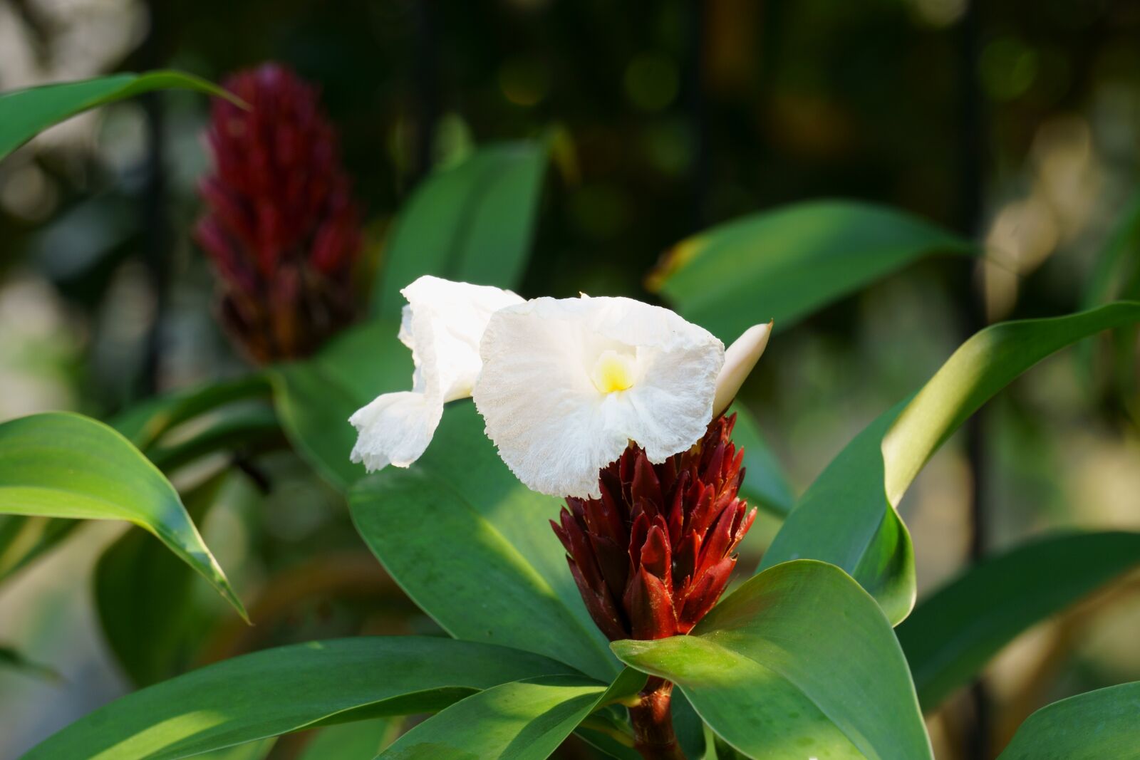 Sony E 55-210mm F4.5-6.3 OSS sample photo. Nature, flower, leaf photography