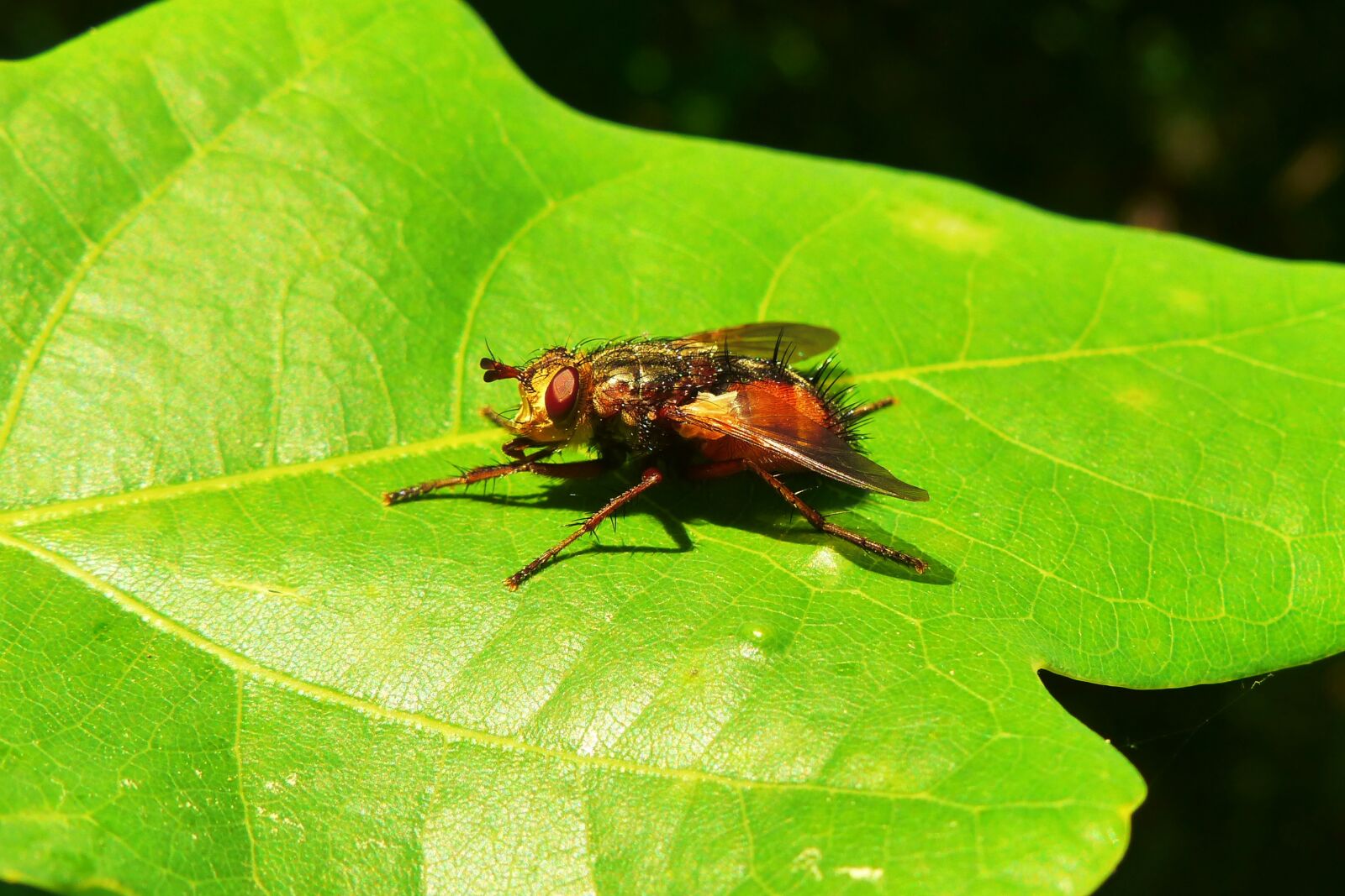 Panasonic Lumix DMC-FZ200 sample photo. Animals, invertebrates, insect photography