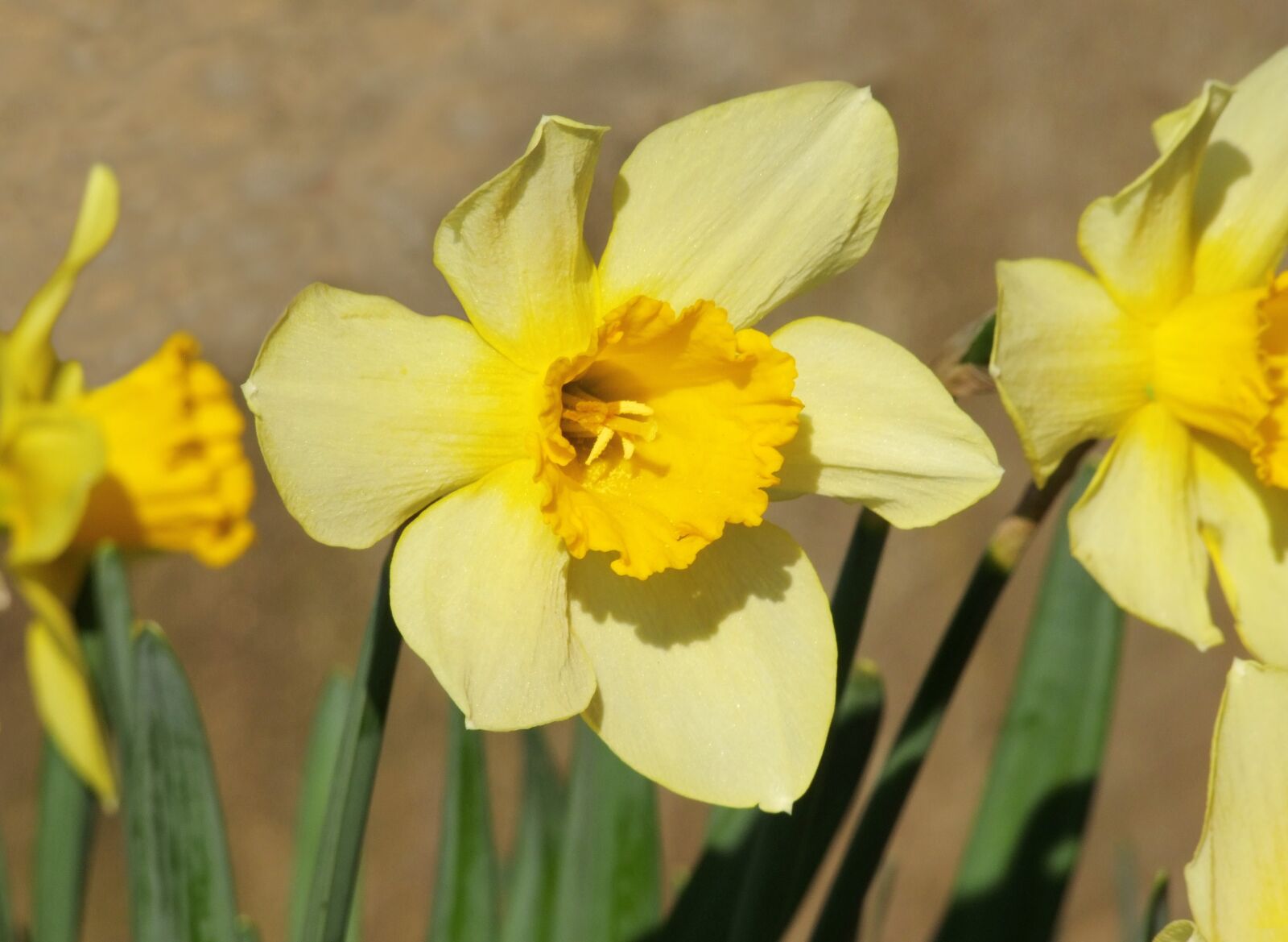 Fujifilm FinePix S100fs sample photo. Daffodil, yellow, flower photography