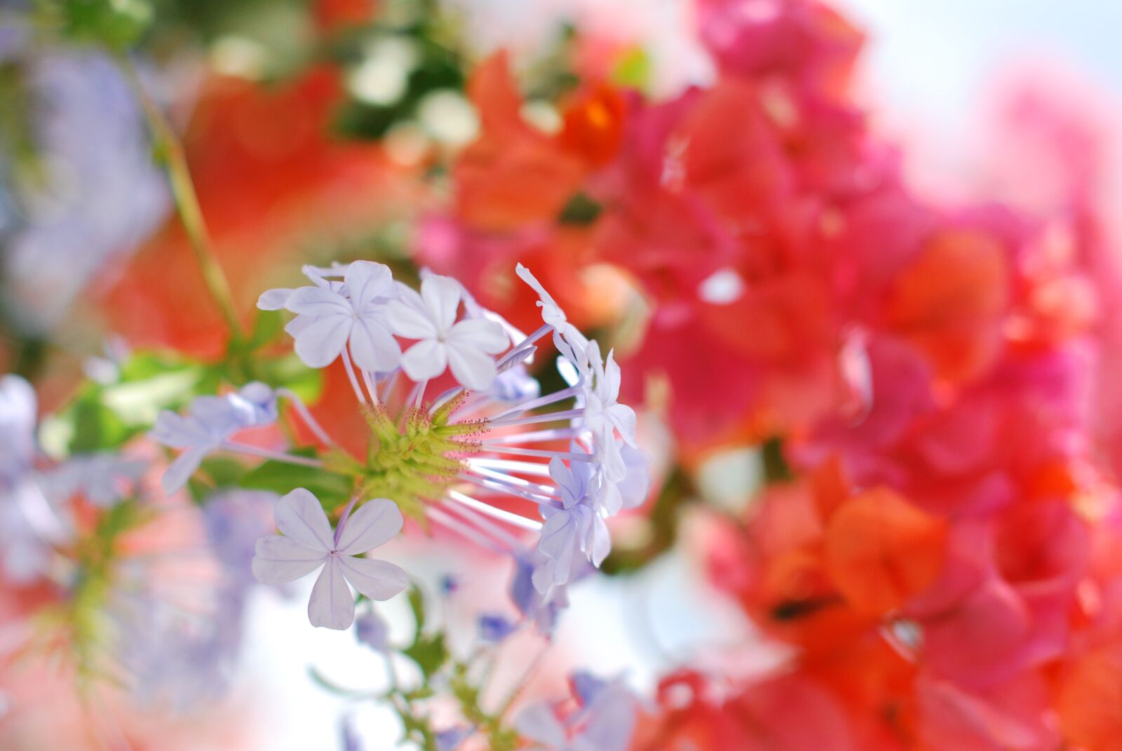 Nikon D60 sample photo. Flower, nature, garden photography